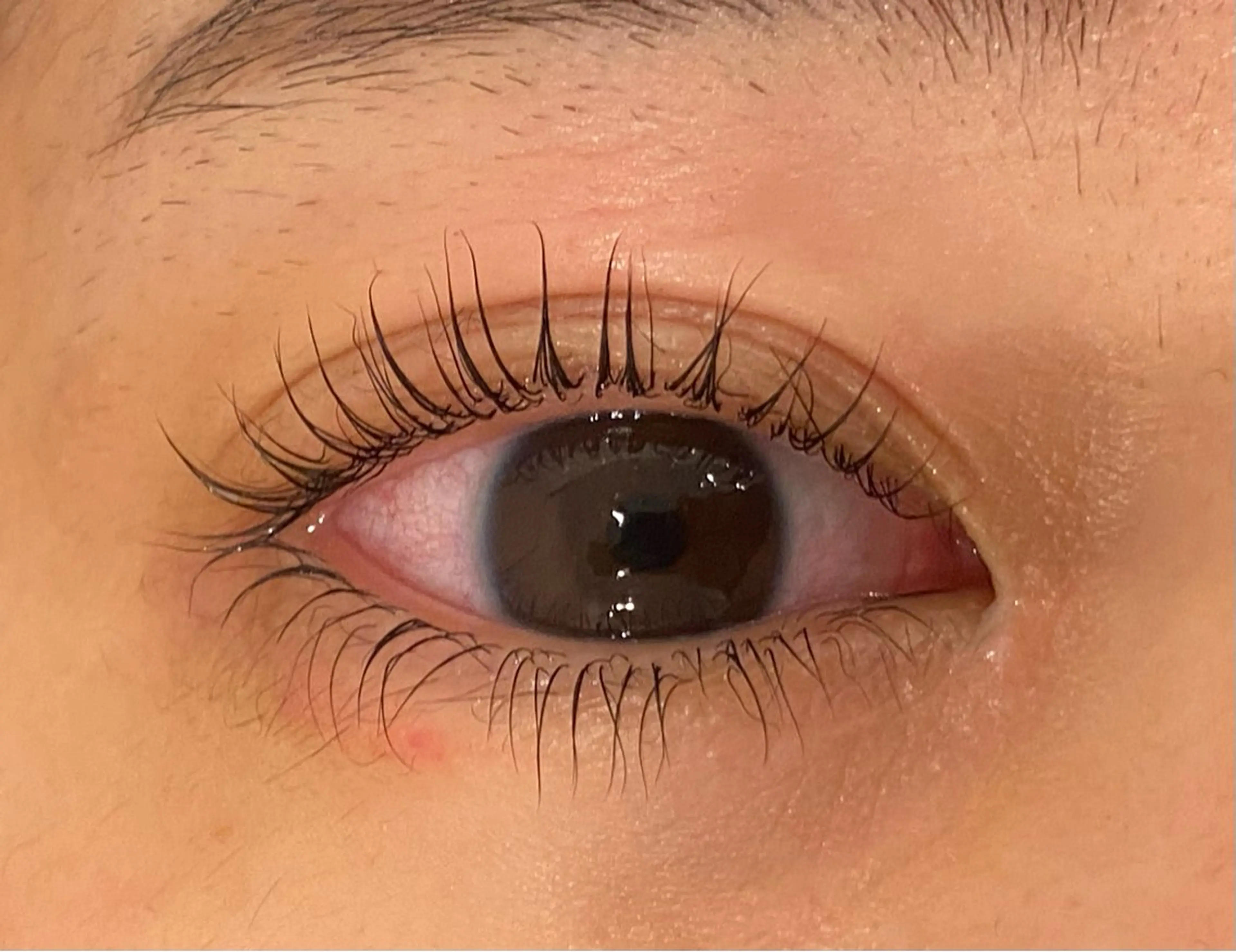 マツエク・マツパ Daisy lash 京橋店堀井のマツエク・マツパデザイン