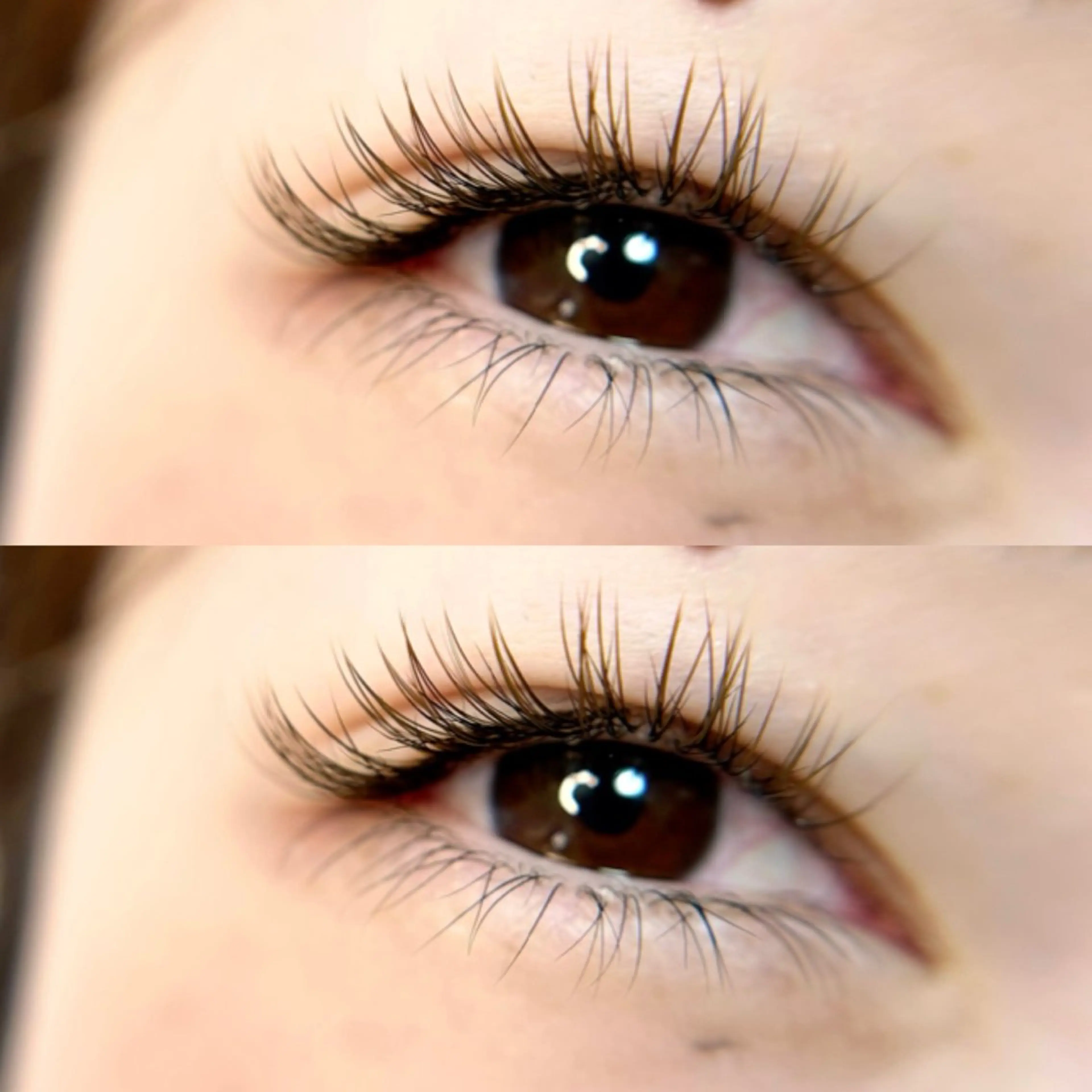 フラットラッシュ(ブラウン)~120本まで🐈🤎コーティング付き🧸オフ込の写真