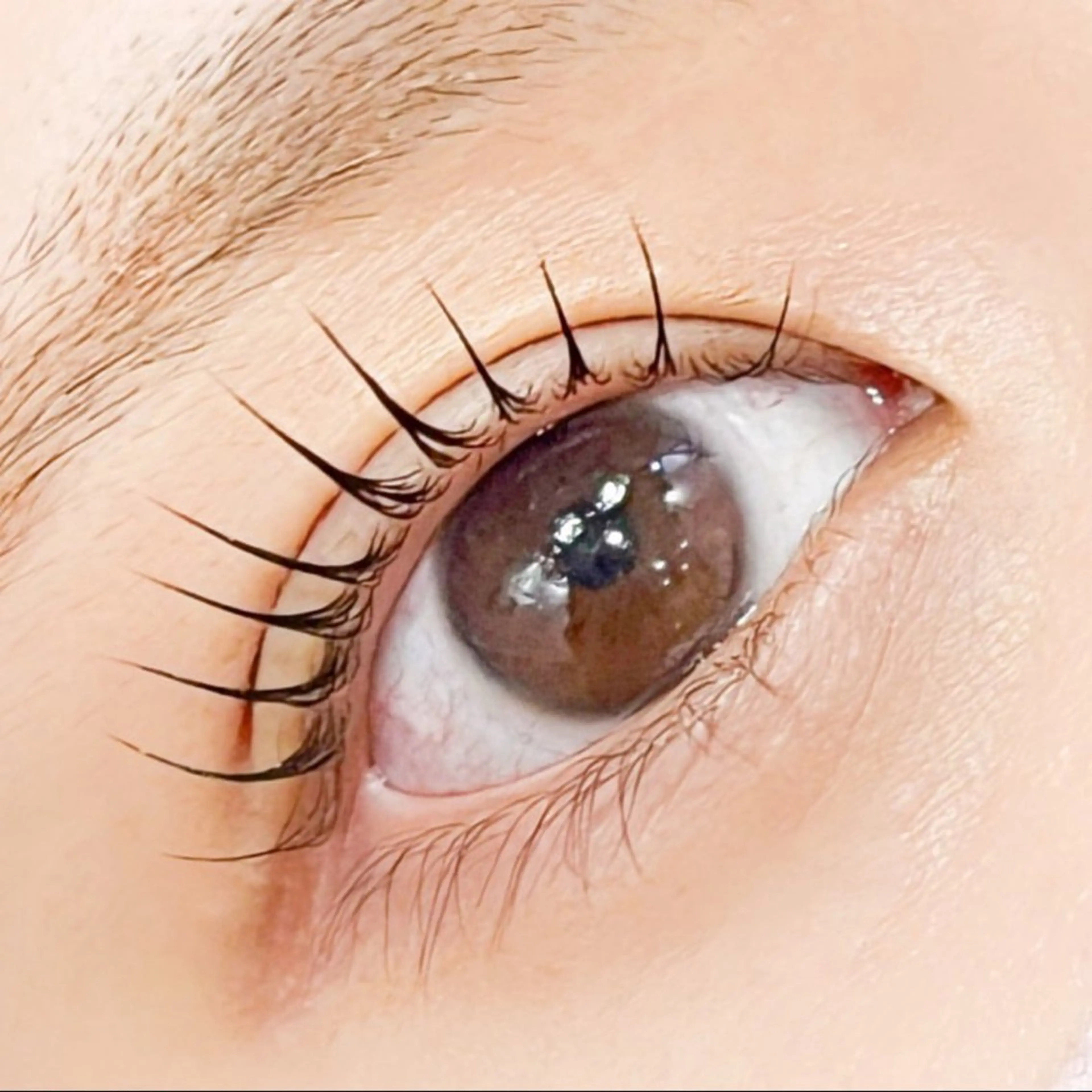 【12月限定特別価格🎄🎅】パリジェンヌorまつげパーマ＆眉毛ワックスの写真