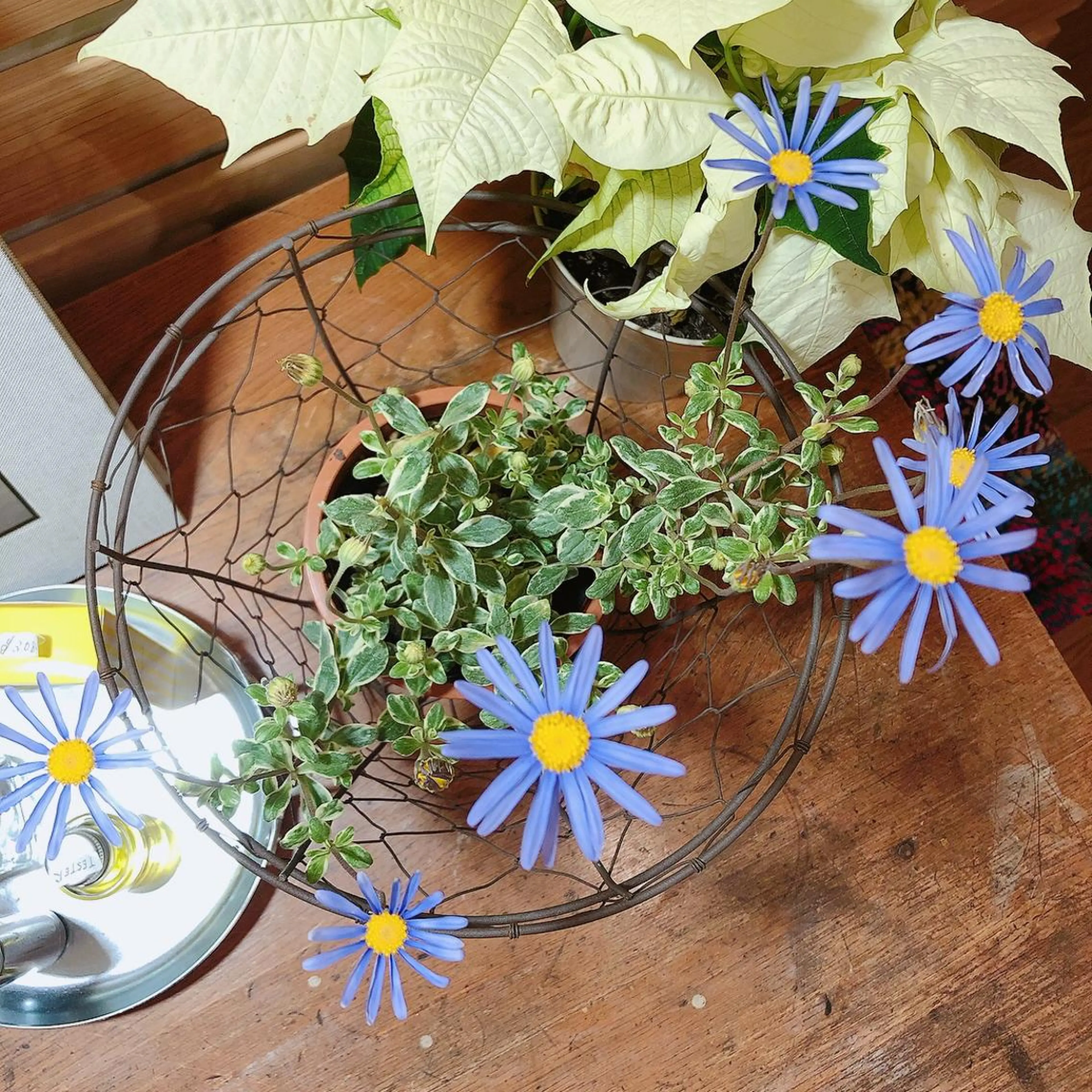 マツエク・マツパ なかむら 🪡のマツエク・マツパデザイン