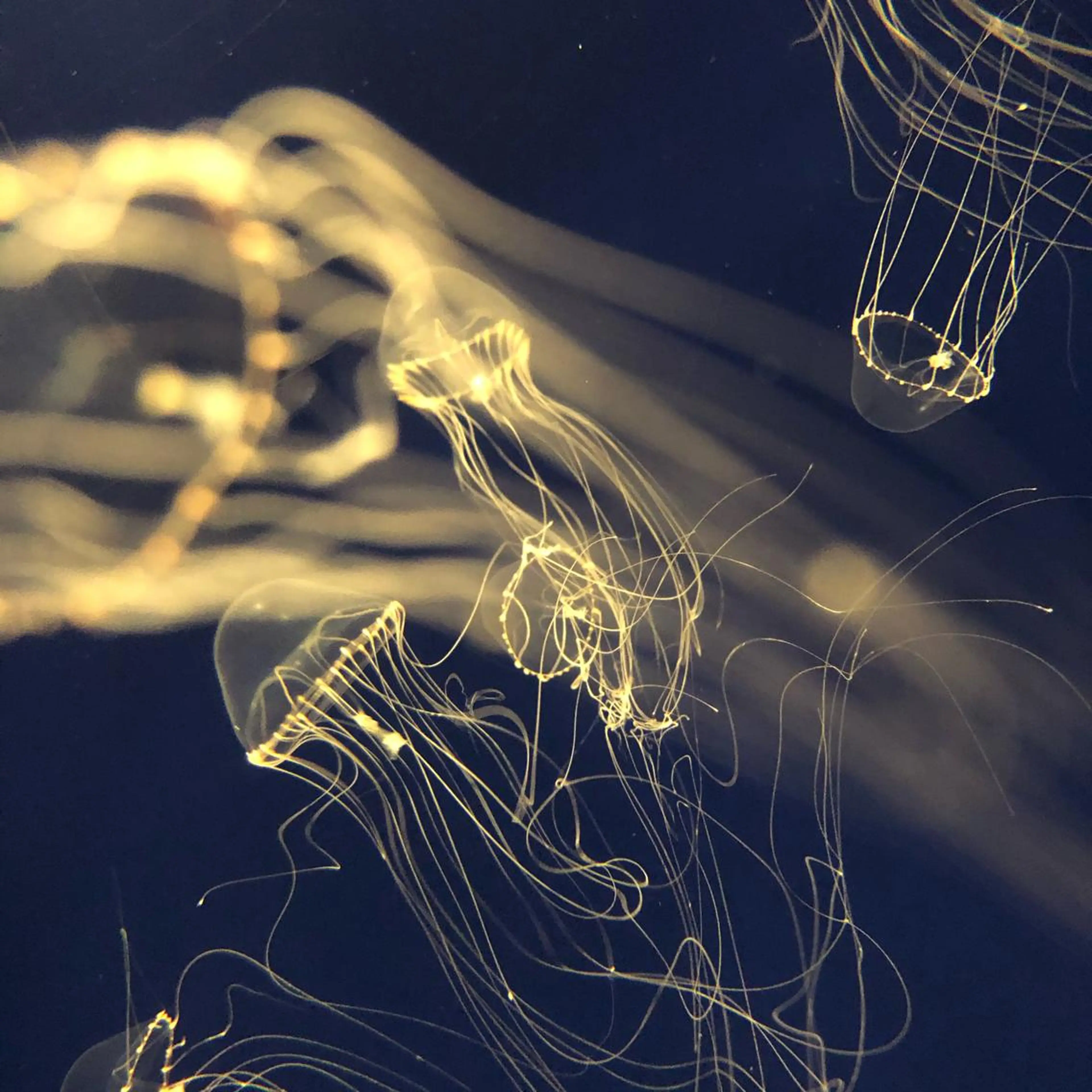 マツエク・マツパ なかむら 🪡のマツエク・マツパデザイン