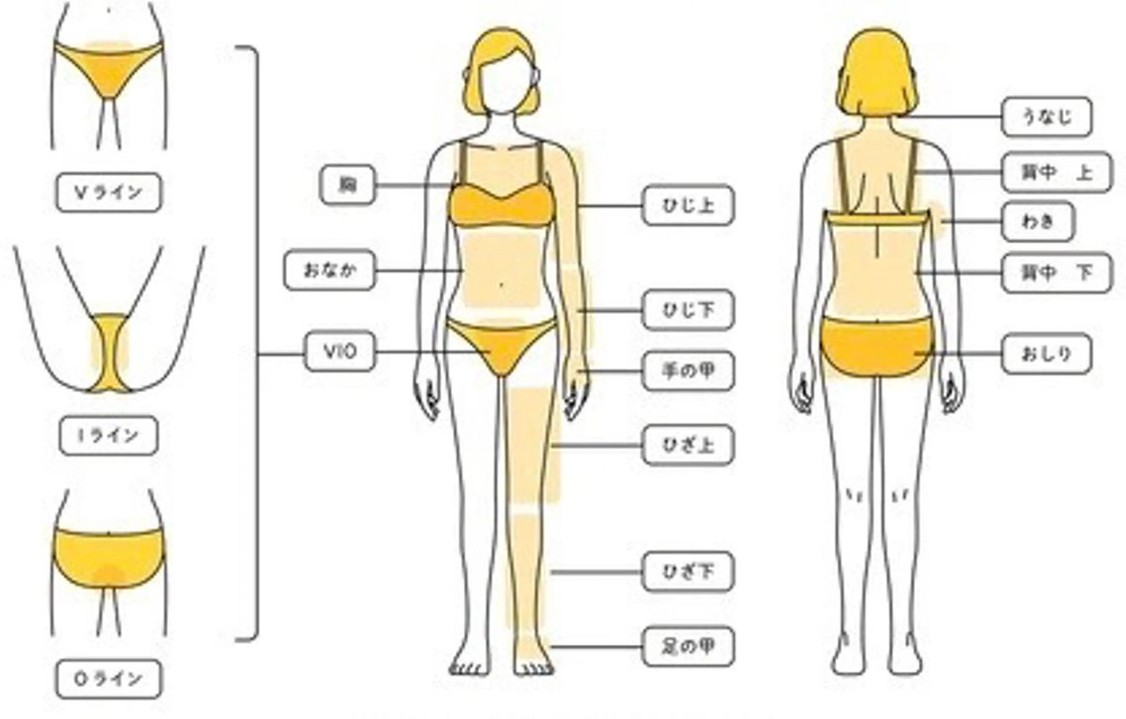 【メンズ・女性】【人気No.1】脱毛全身脱毛（VIO/全顔込み）の写真