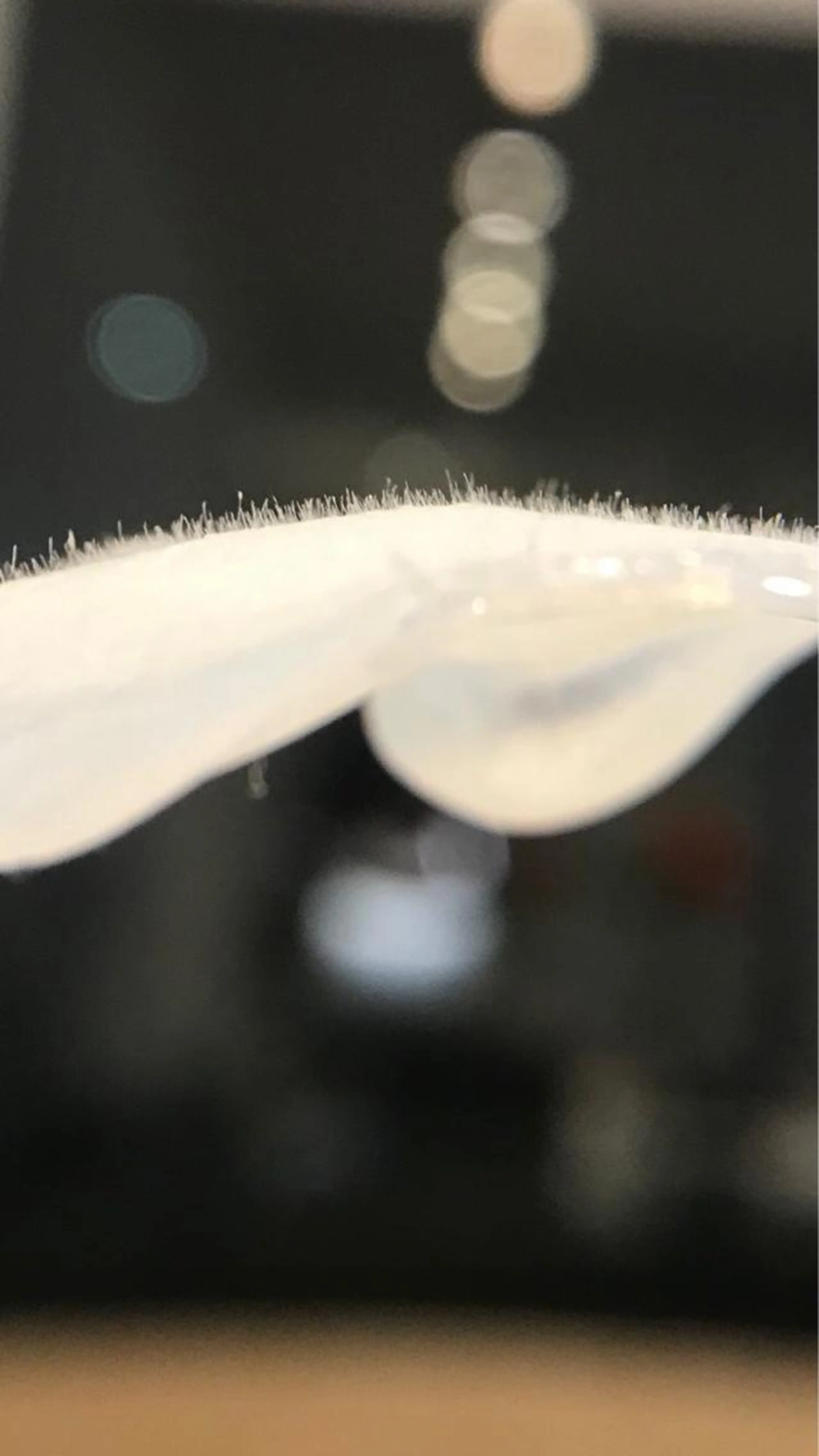 💫艶肌★マリムーブフェイシャルWAX✨75分　★極上の保湿ケアでまるでスキンケアWAX★オールスキン対応で安心★の写真