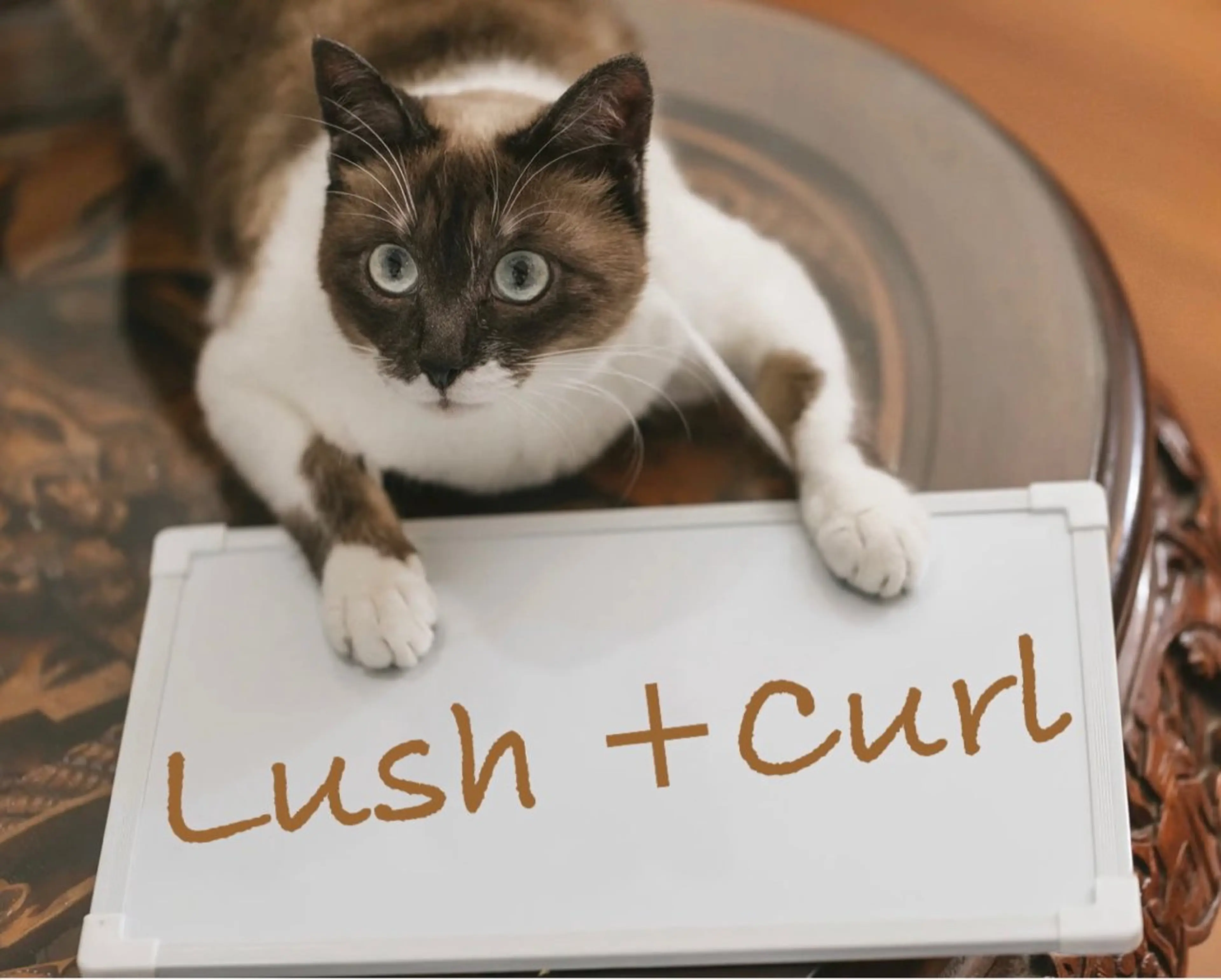 🌹Lush +Curl【ラッシュリフト&エクステ】🌹フラット120本　LED施術🌈本数相談可の写真