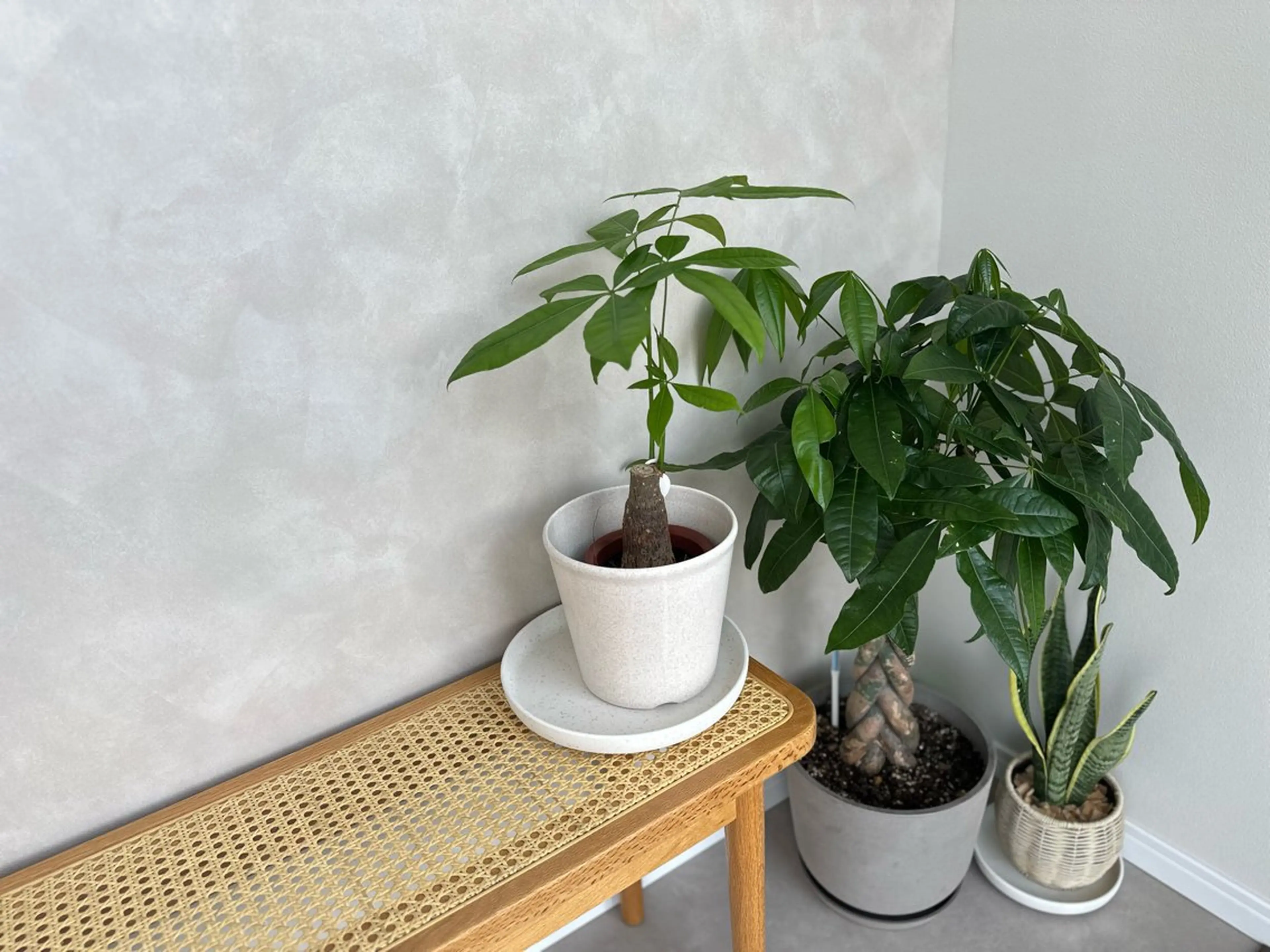 マツエク・マツパ eyelash salon Nature所属・eyelash sa lon Natureのマツエク・マツパデザイン