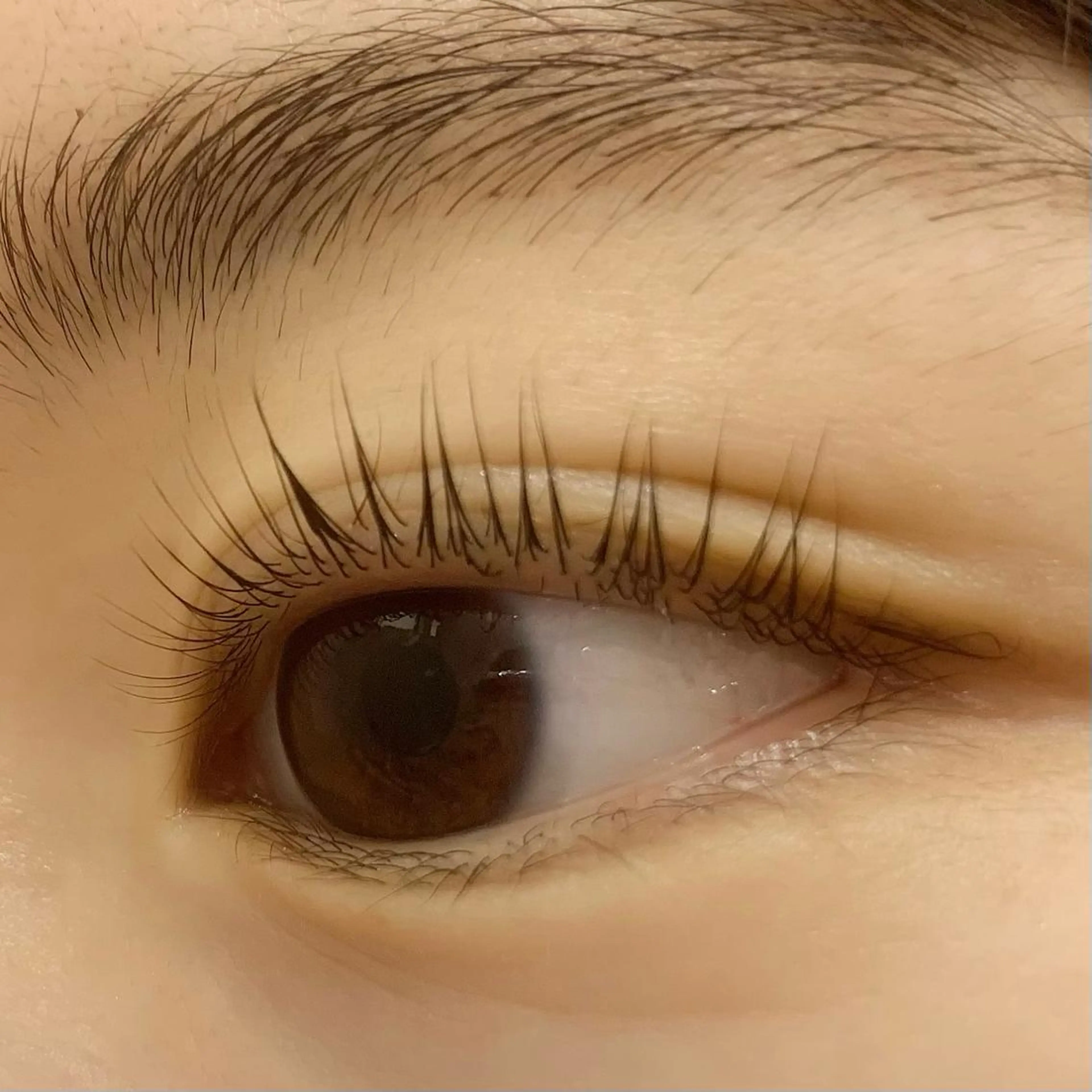 マツエク・マツパ パリジェンヌラッシュリフト Celeste Venus所属・🧸Celeste Venusのマツエク・マツパデザイン