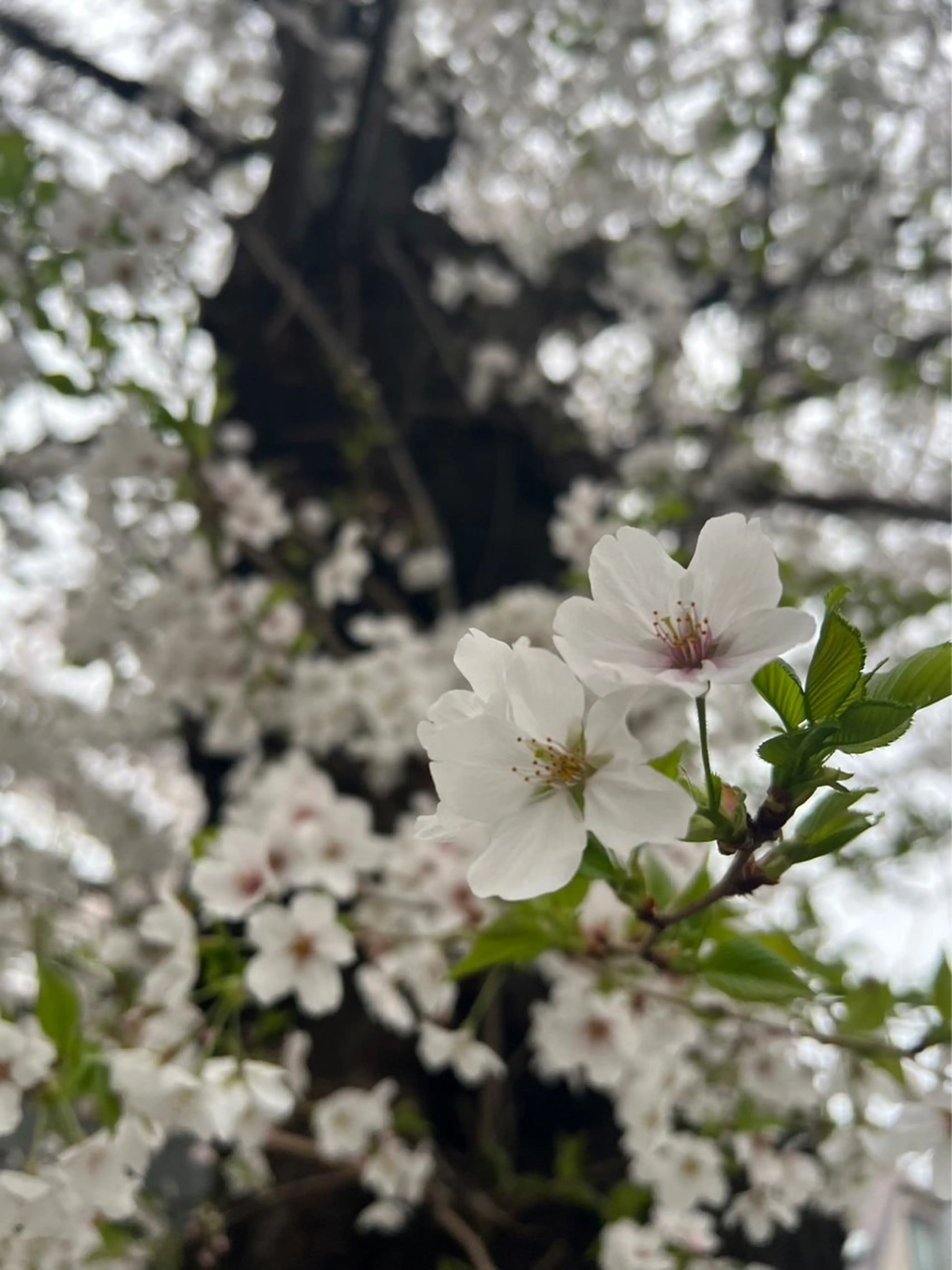 マツエク・マツパ NOA 🏝🌞のマツエク・マツパデザイン