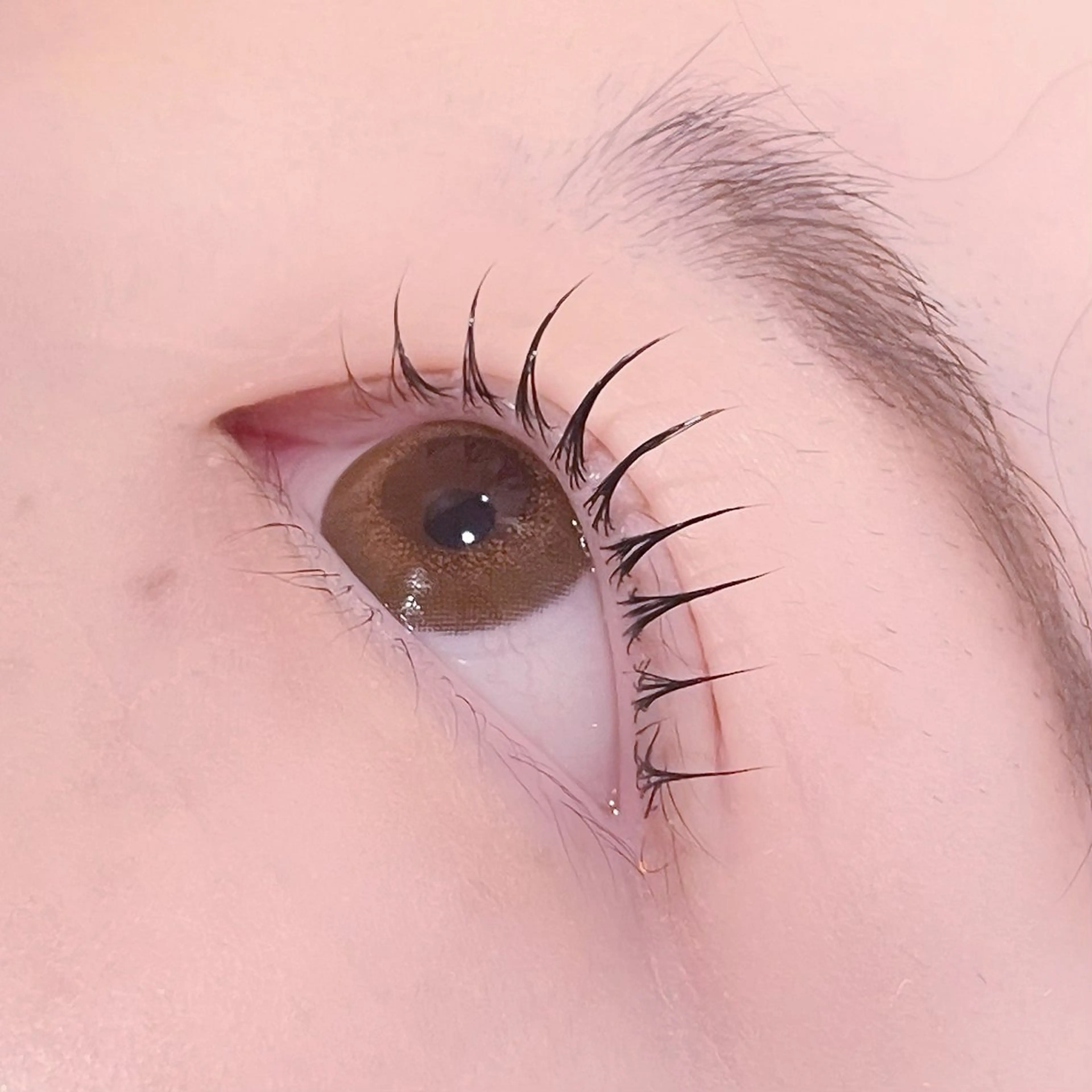 前回の来店から5週間以内ご来店限定⭐️韓国風束間仕上げ🪄🧸ラッシュリフト¥4200🎀の写真