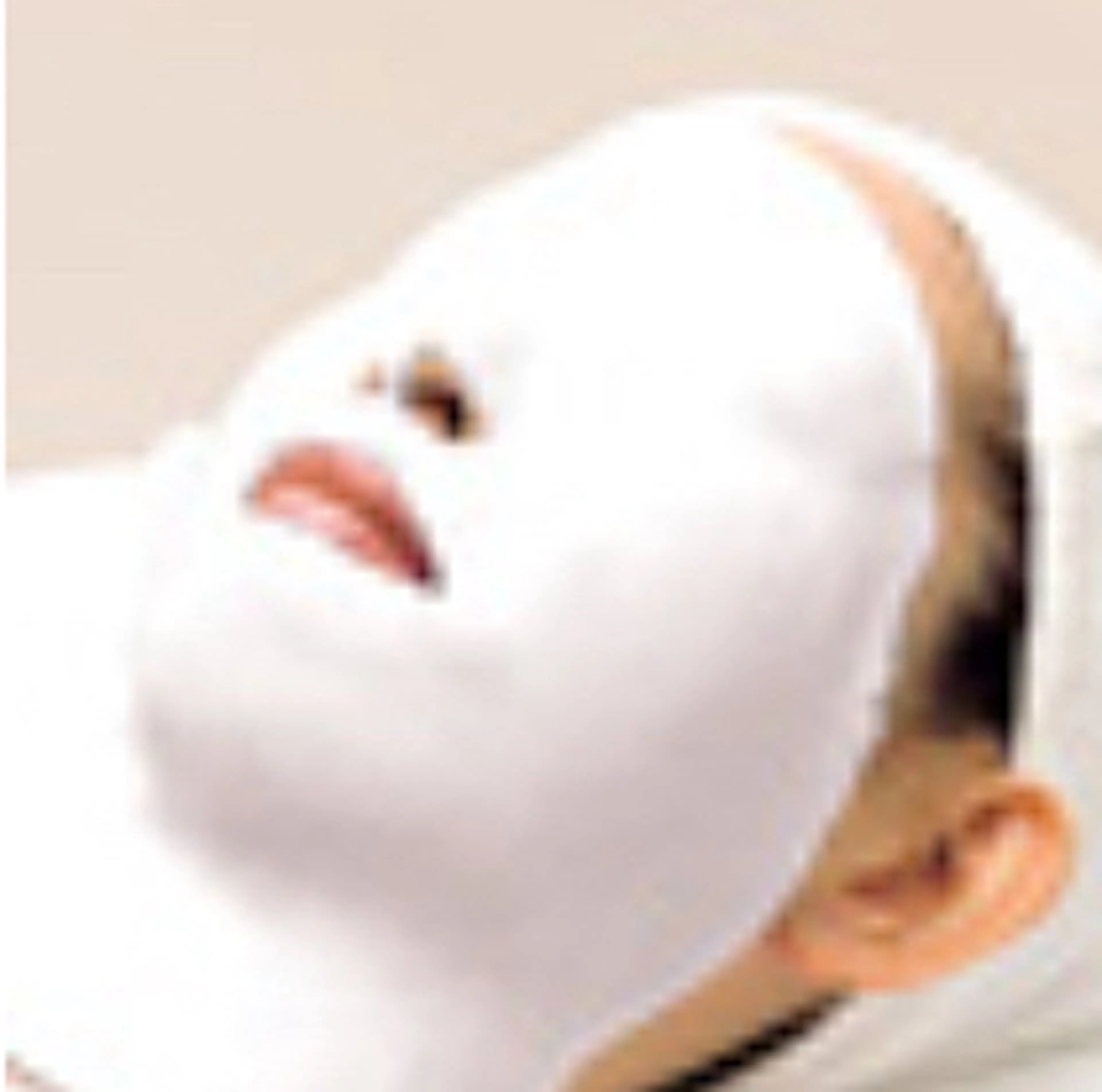 🤍【シミ・そばかす・透明感・保湿】エステ+生パック付き♡の写真