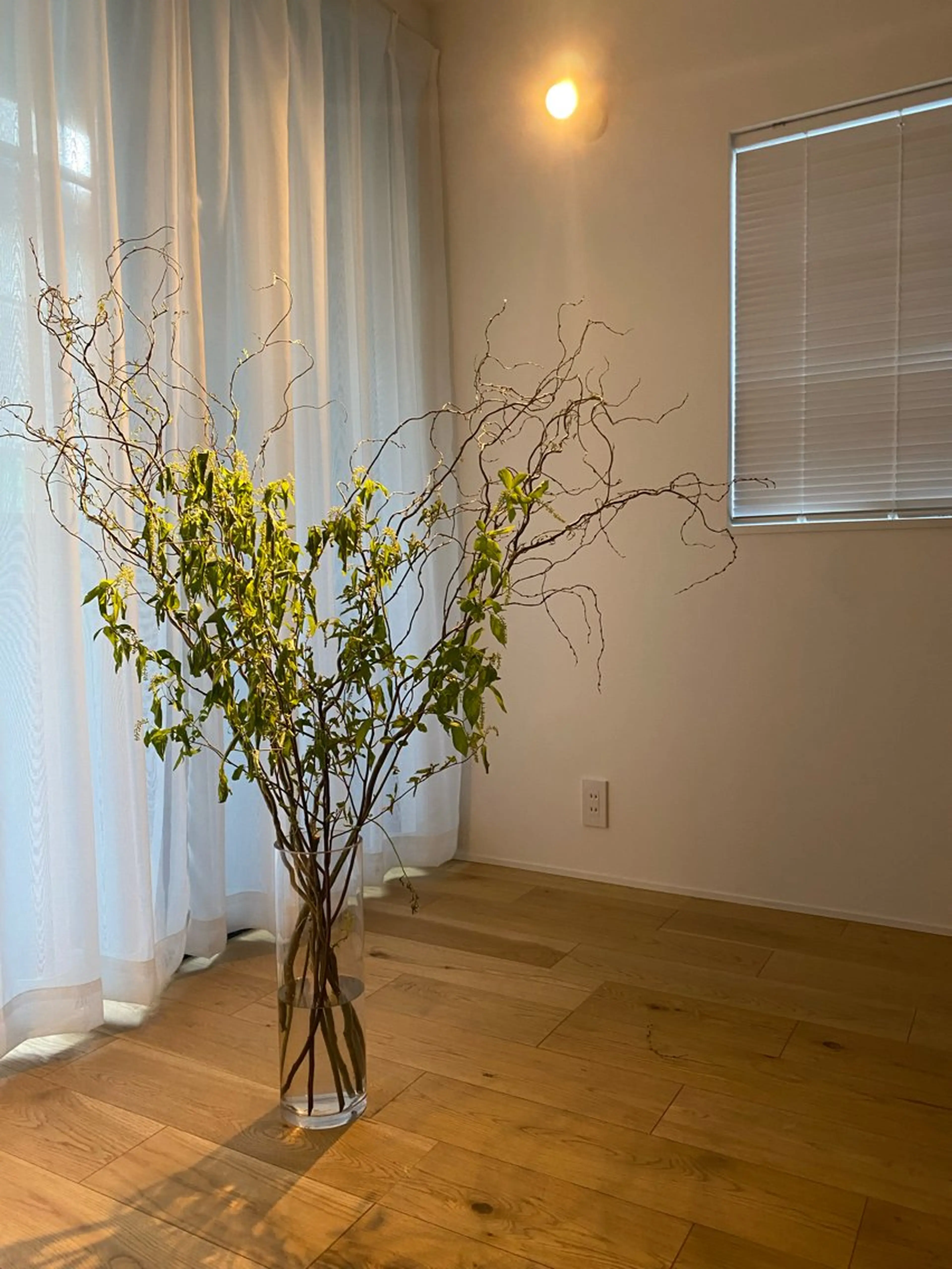 アイブロウ 眉毛ワックス脱毛 まつ毛パーマまつエク 緑が丘徒歩1分/松田のマツエク・マツパデザイン