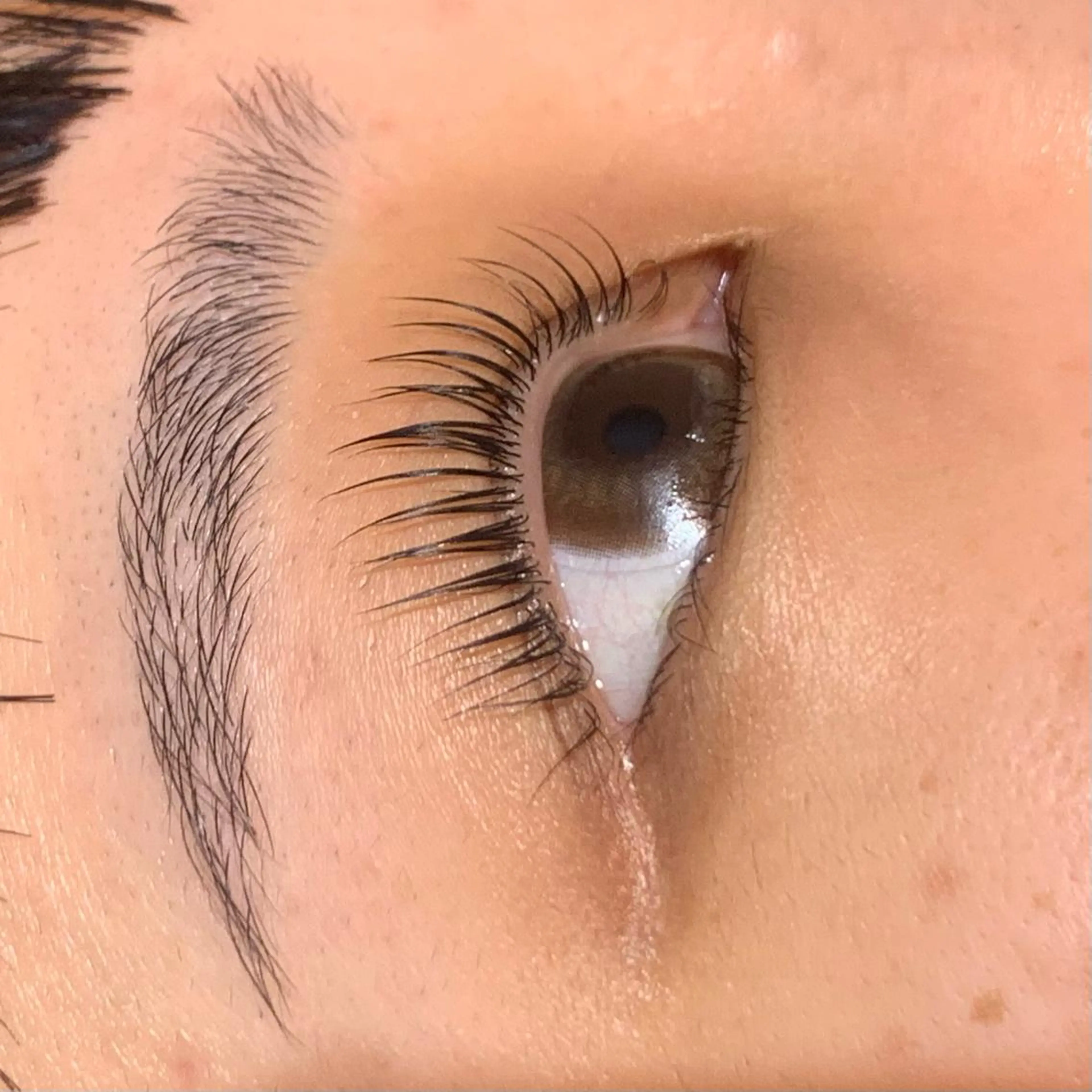 マツエク・マツパ パリジェンヌラッシュリフト Celeste Venus所属・🧸Celeste Venusのマツエク・マツパデザイン