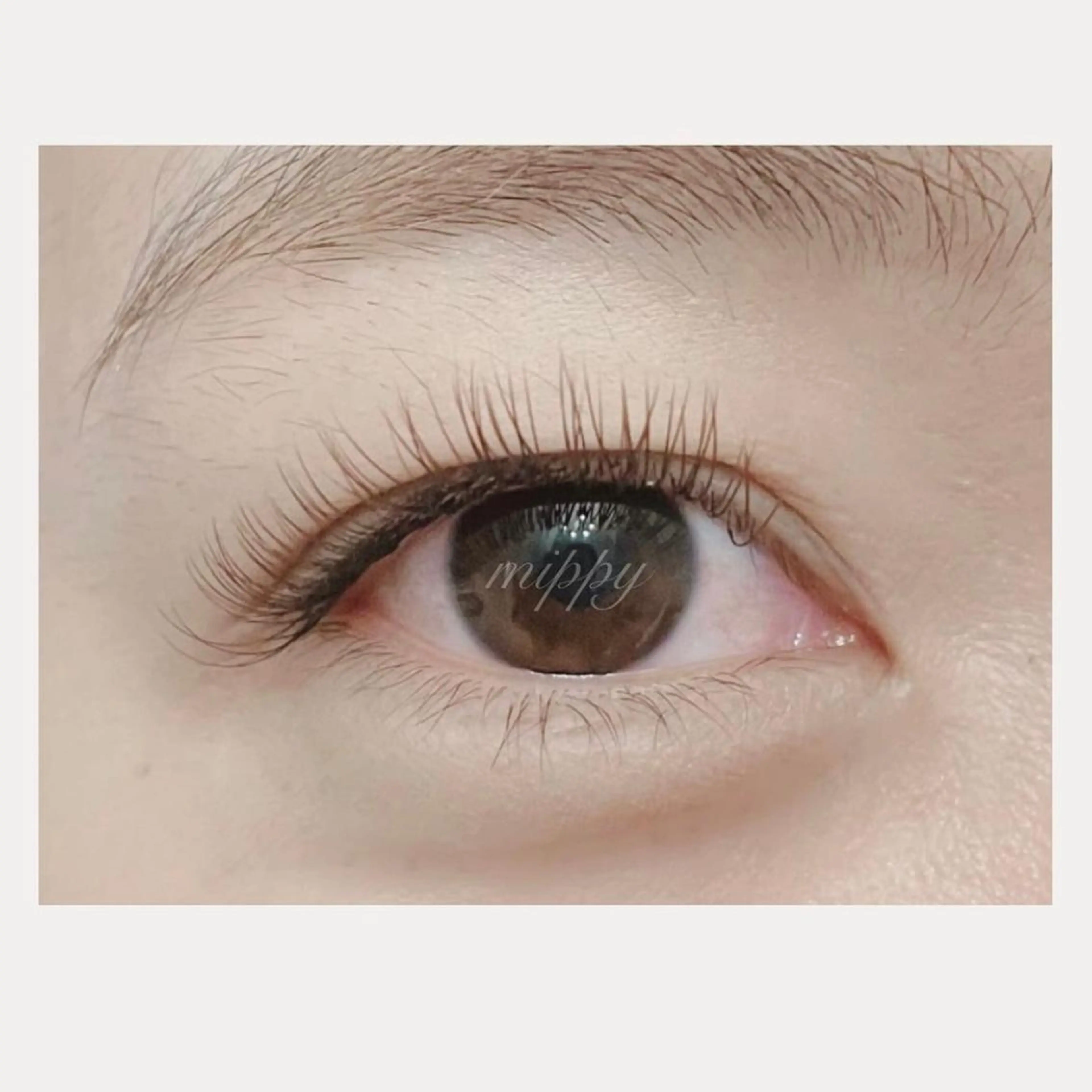 マツエク・マツパ 付け放題 カラーマツエク フラットラッシュ ｍｉｐｐｙ 🪽のマツエク・マツパデザイン