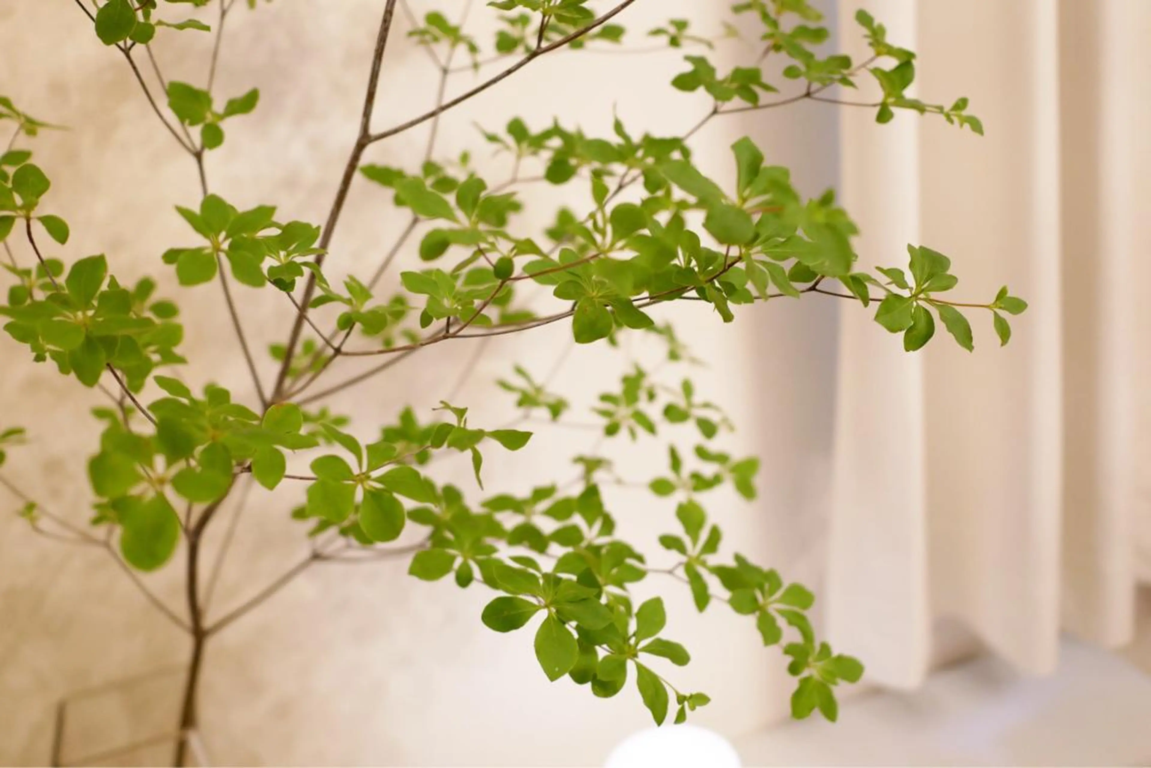 ショート カラー パーマ ヘアアレンジ キッズ ネイル マツエク・マツパ ショートヘア ショートネイル ニキビ跡専門サロン Ａｉｎａのエステ・リラクイメージ