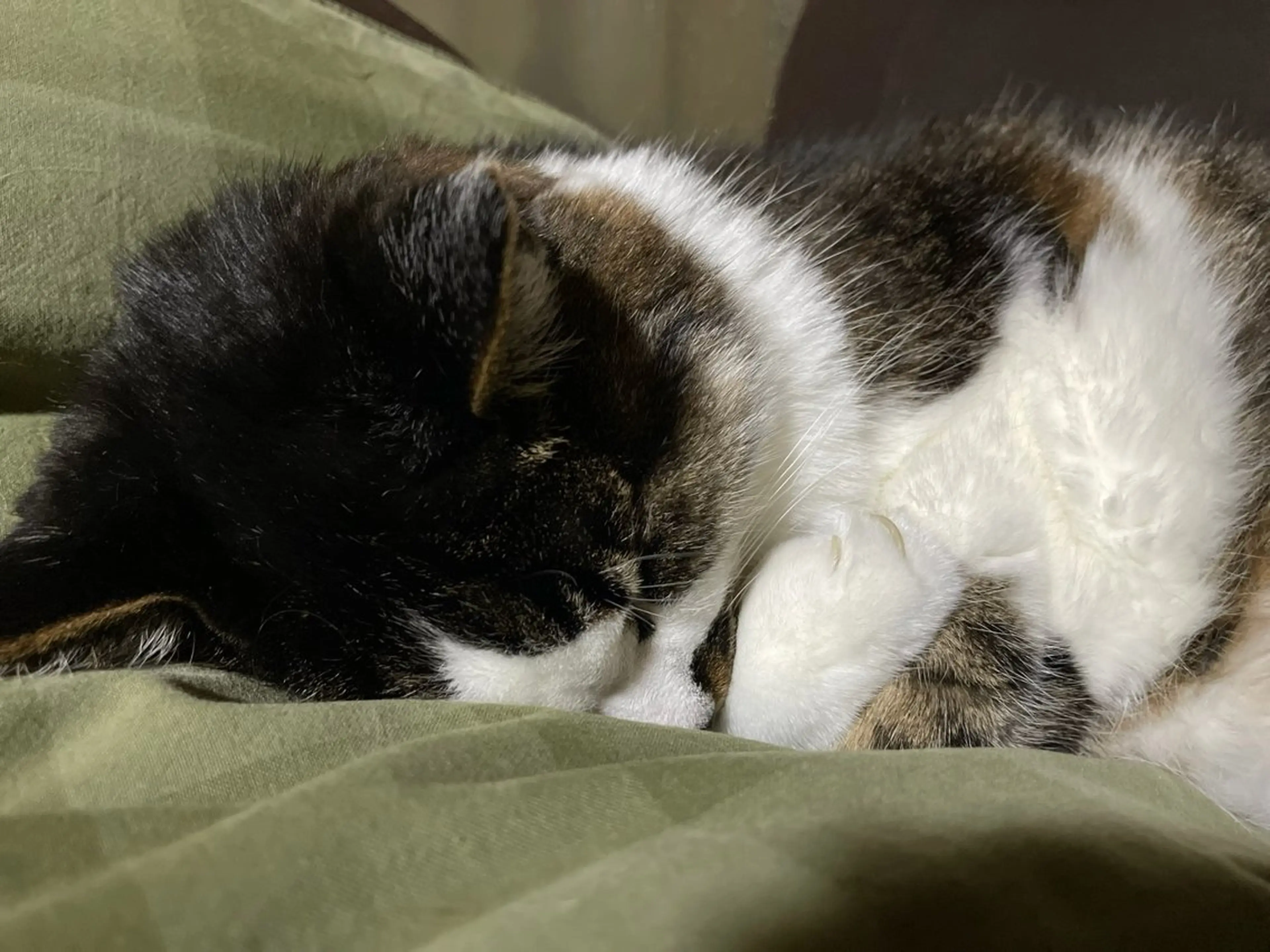 SALONDEHANOKA所属・ショートロング ✂️椎葉えまのヘアスタイル