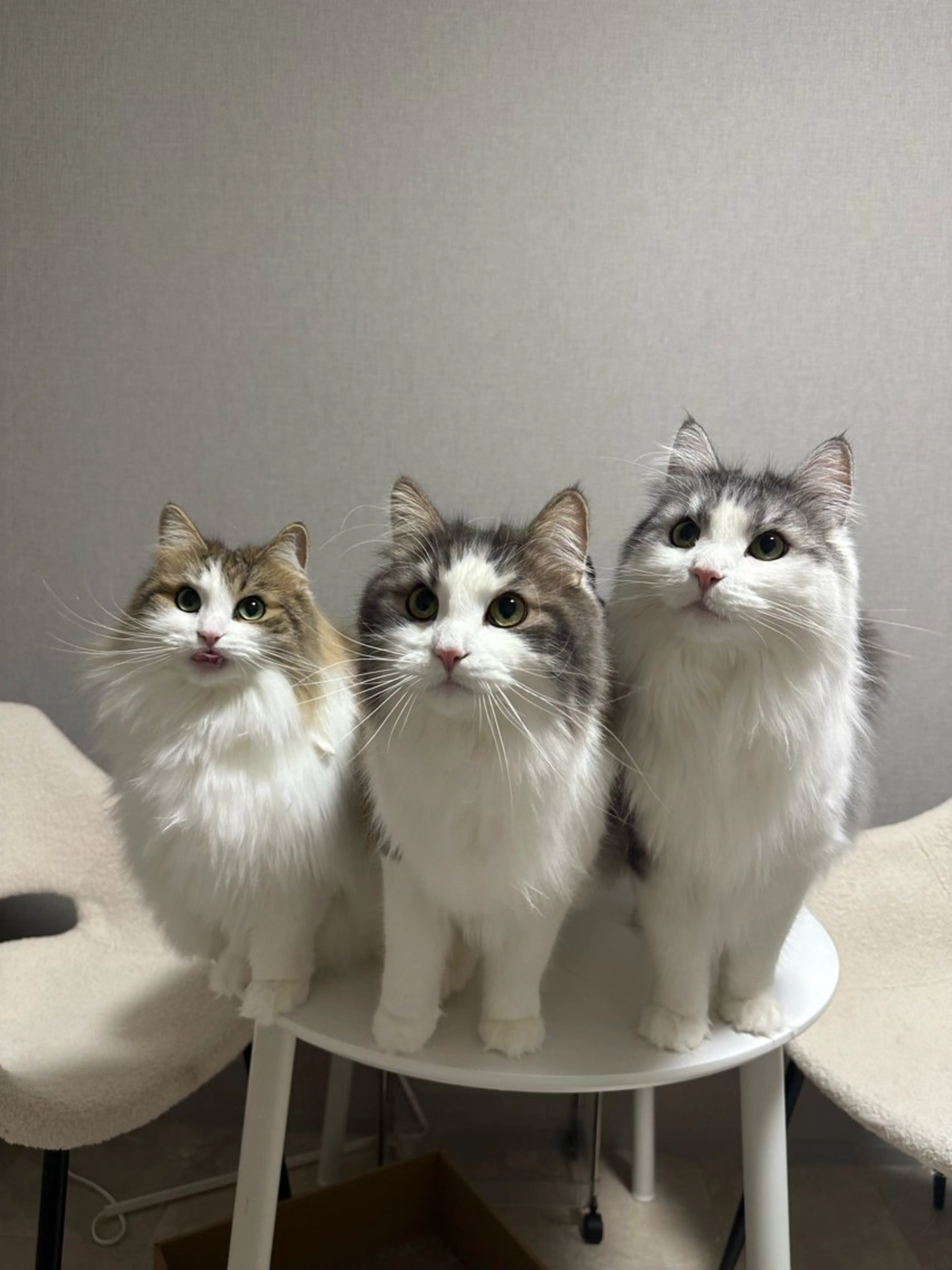 オフのみの写真