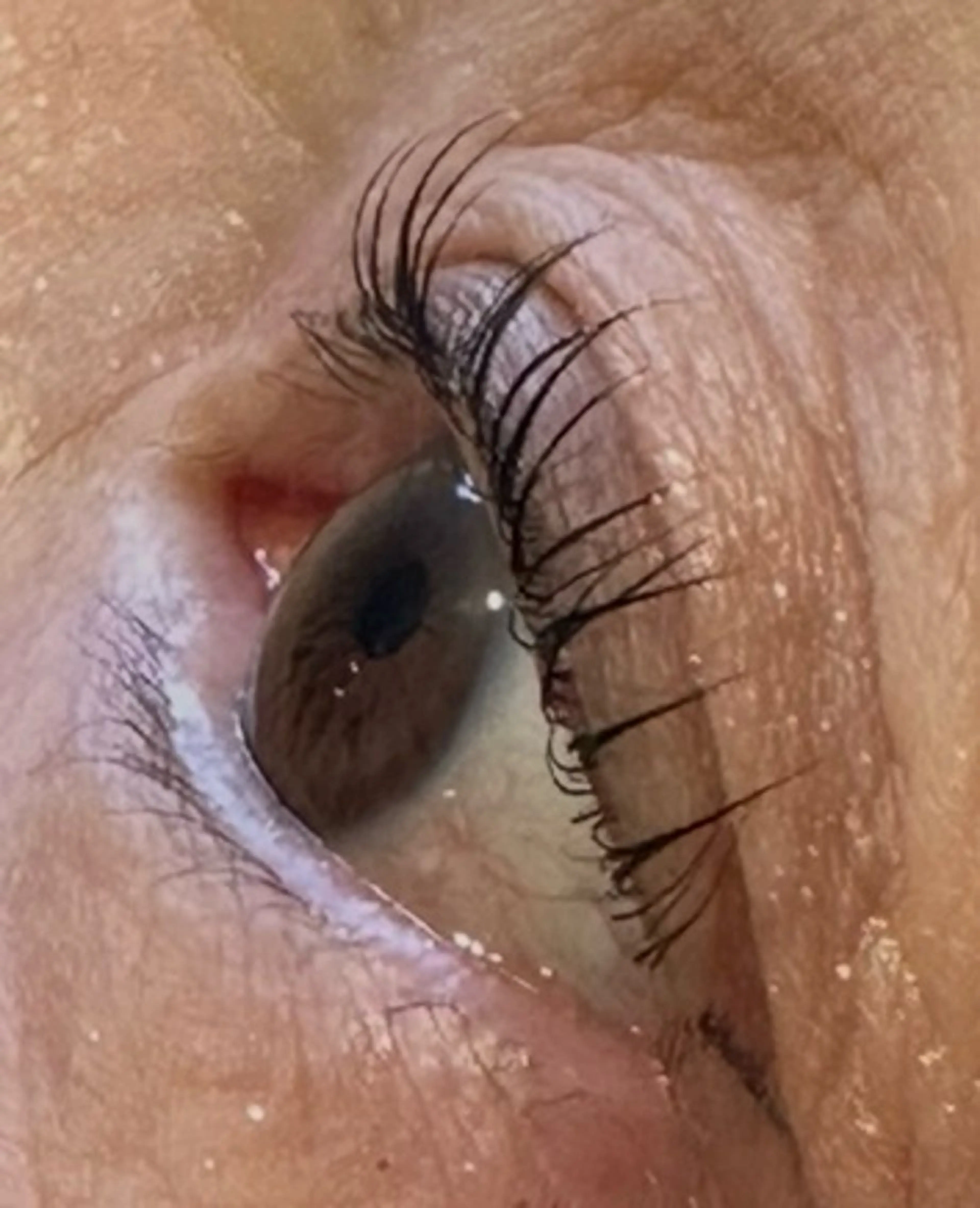 期間限定価格【エクランオリジナル】マスカラまつ毛パーマ復活祭　TR込¥4,980の写真