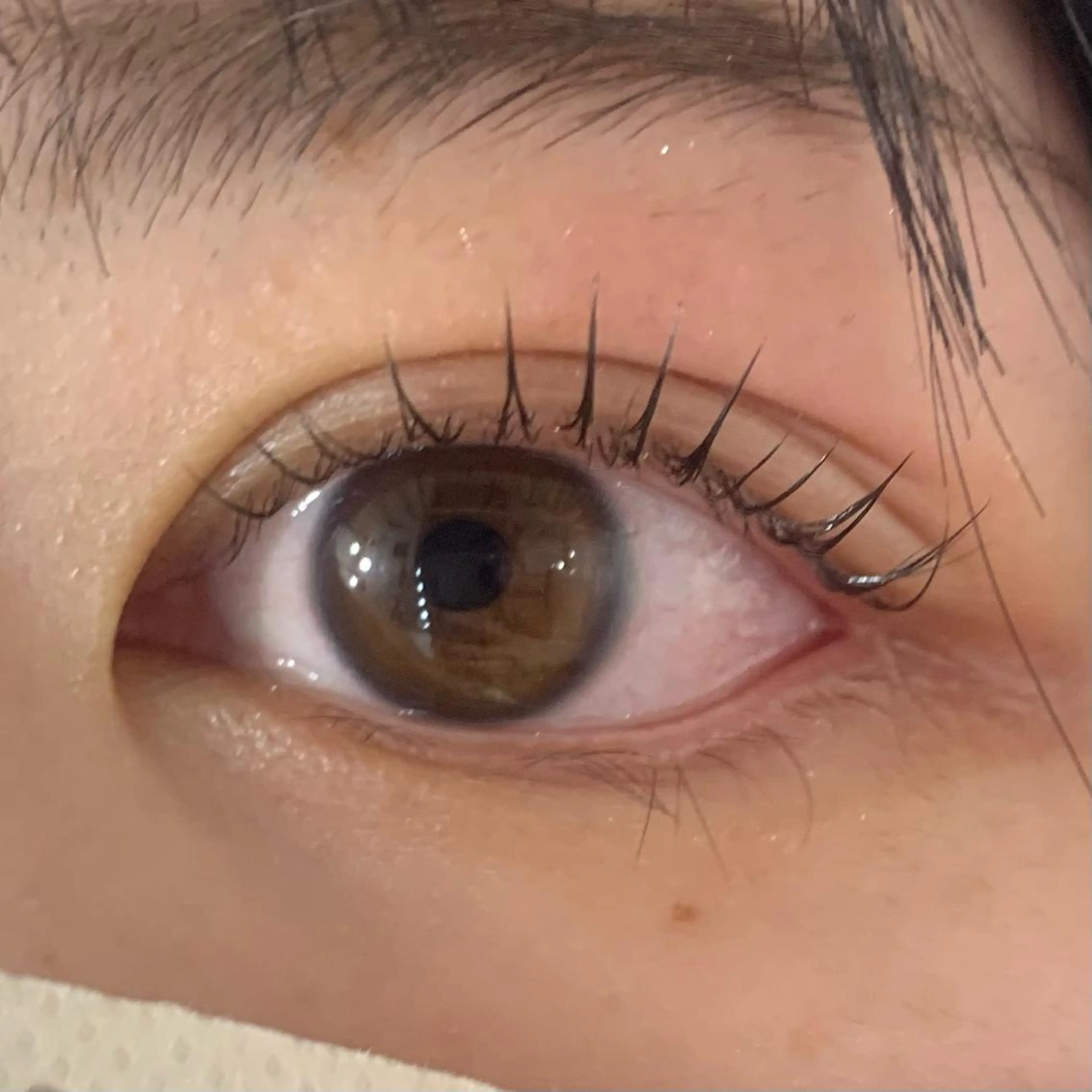 マツエク・マツパ パリジェンヌラッシュリフト Celeste Venus所属・🧸Celeste Venusのマツエク・マツパデザイン