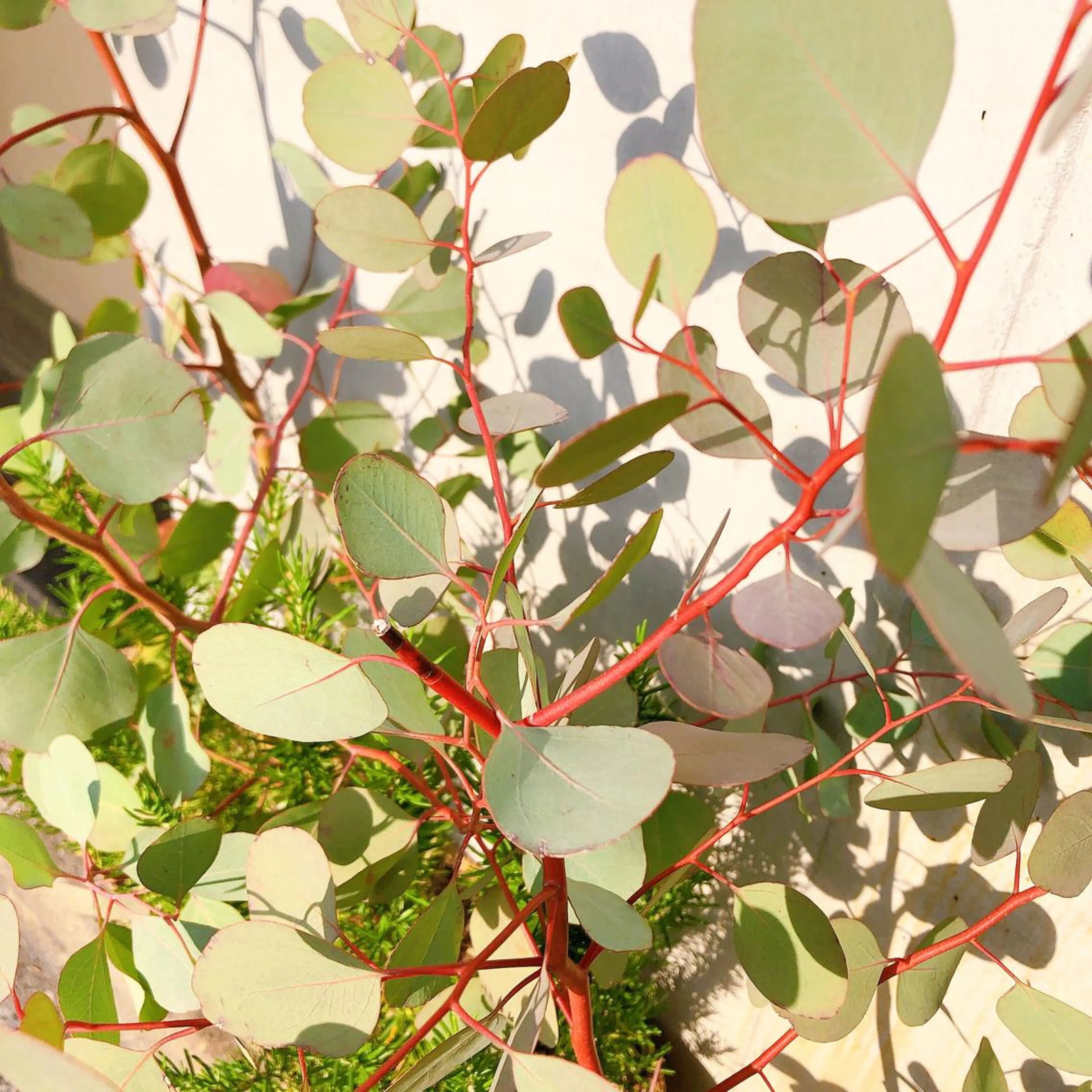 マツエク・マツパ なかむら 🪡のマツエク・マツパデザイン