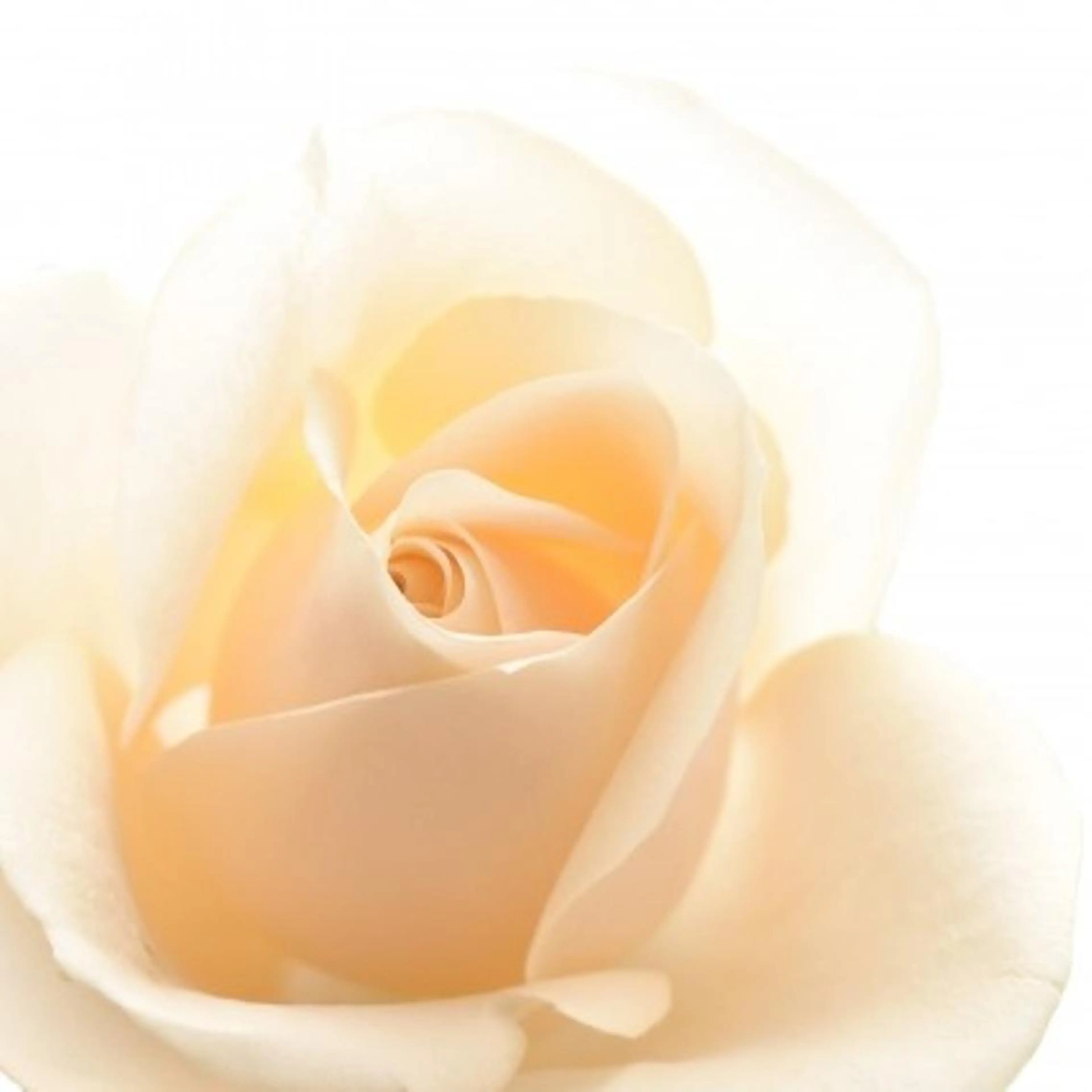 【学割】VIOオールオフ💗ブラジリアンワックス・女性の写真