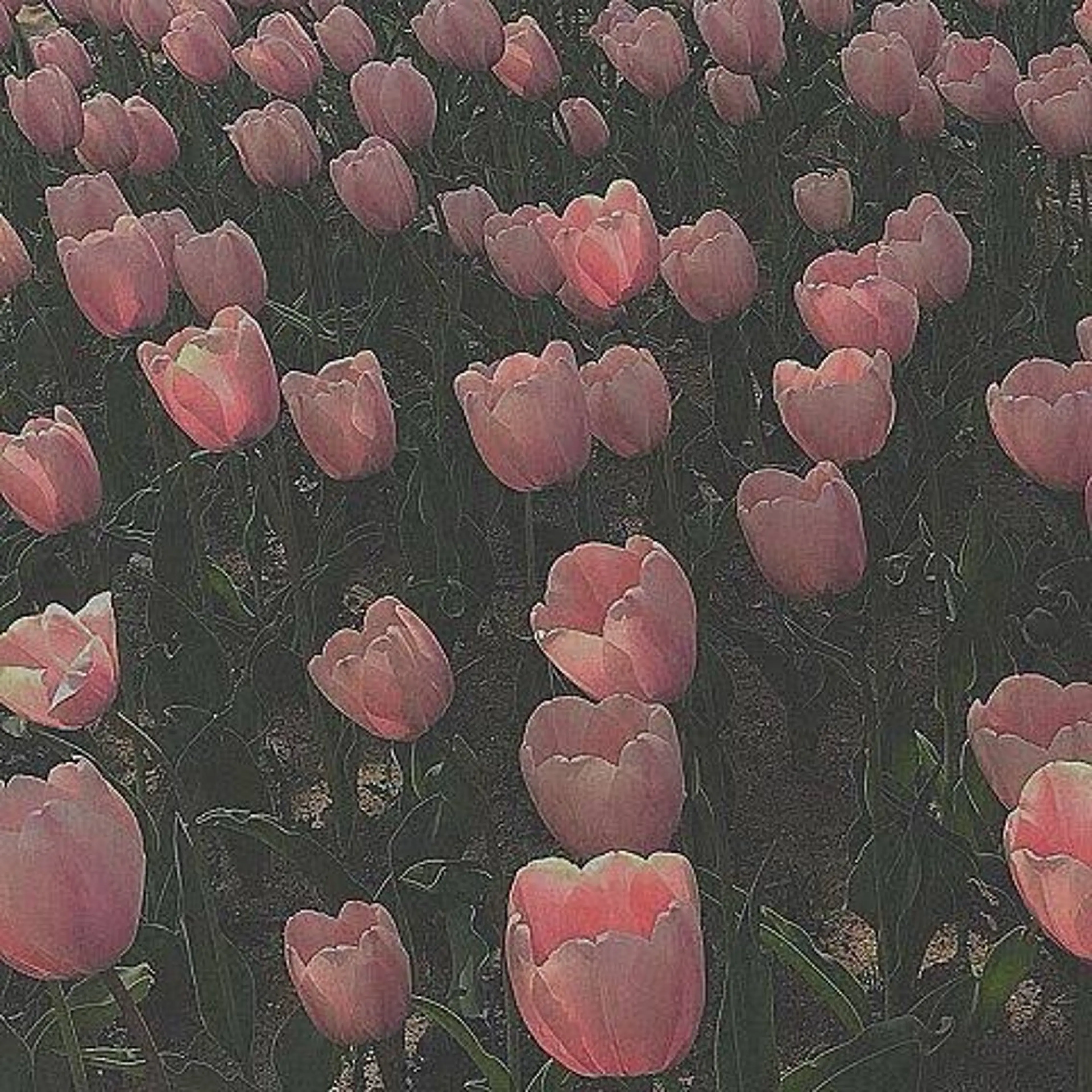 🌼二本柳 🌼のヘアスタイル