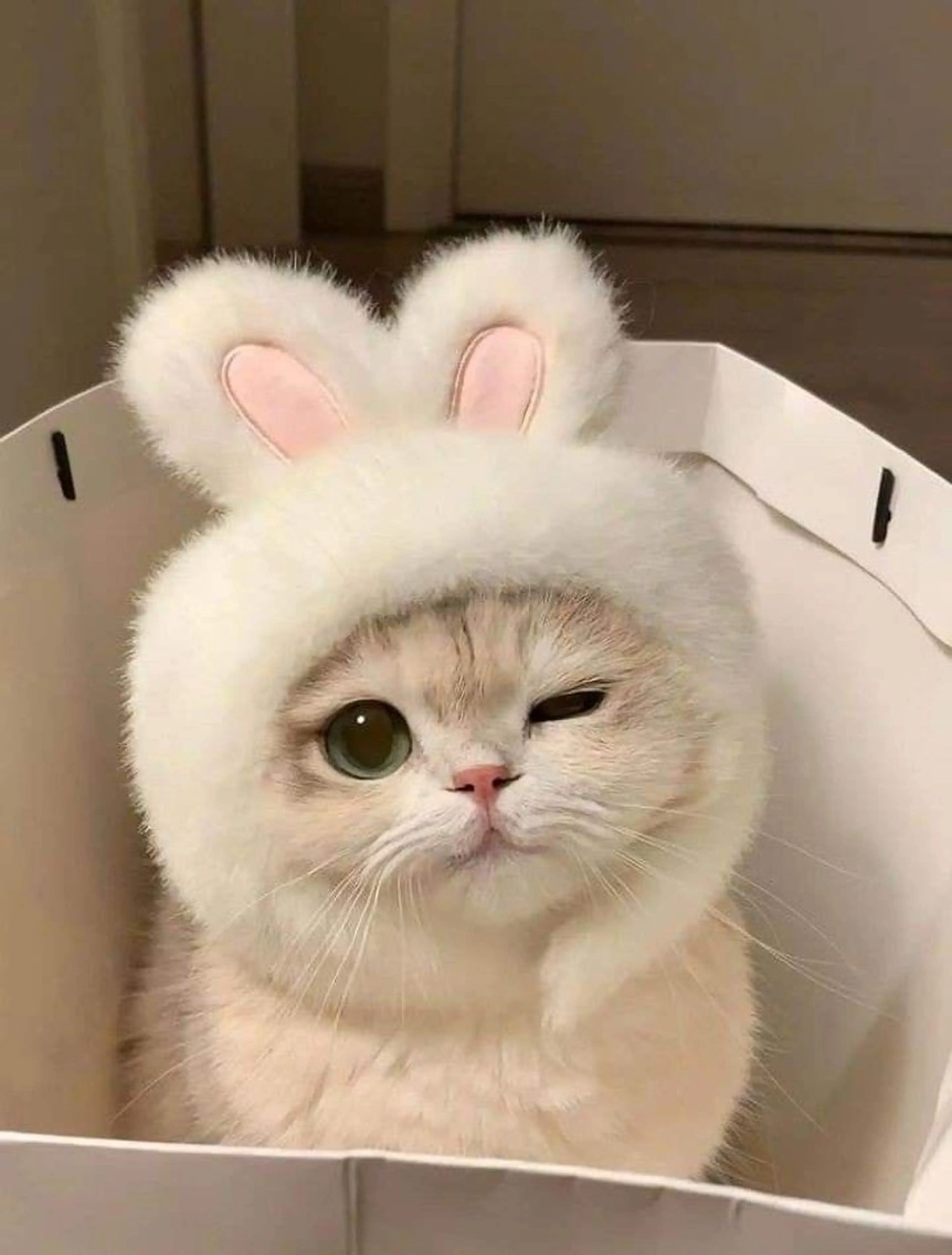 アイブロウ アイブロウ専門店  エサージュ横浜店所属・アイブロウモデル募集 /mana🎀🤍の眉毛・アイブロウイメージ