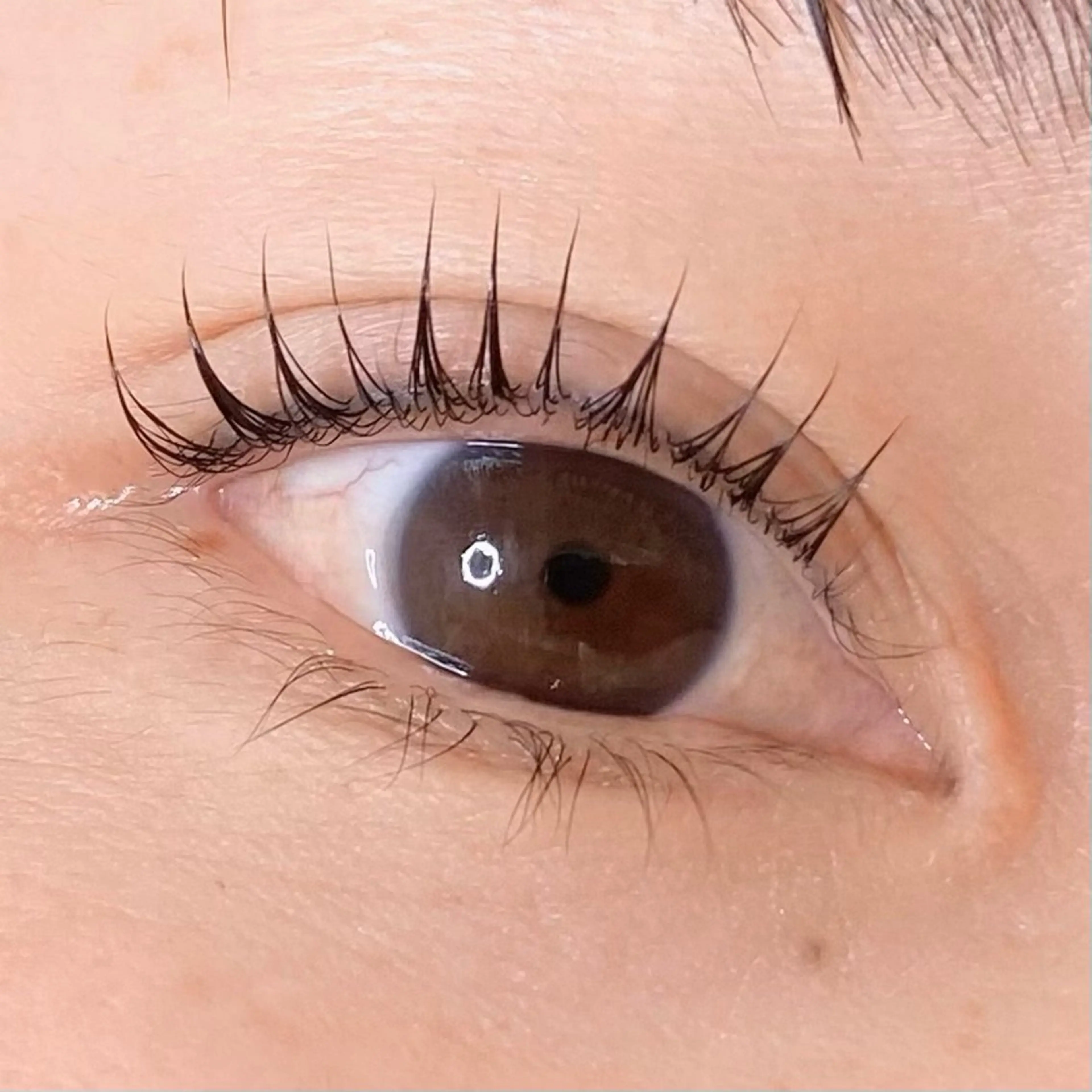 🌷12月限定🌷パリジェンヌラッシュリフト🌷の写真