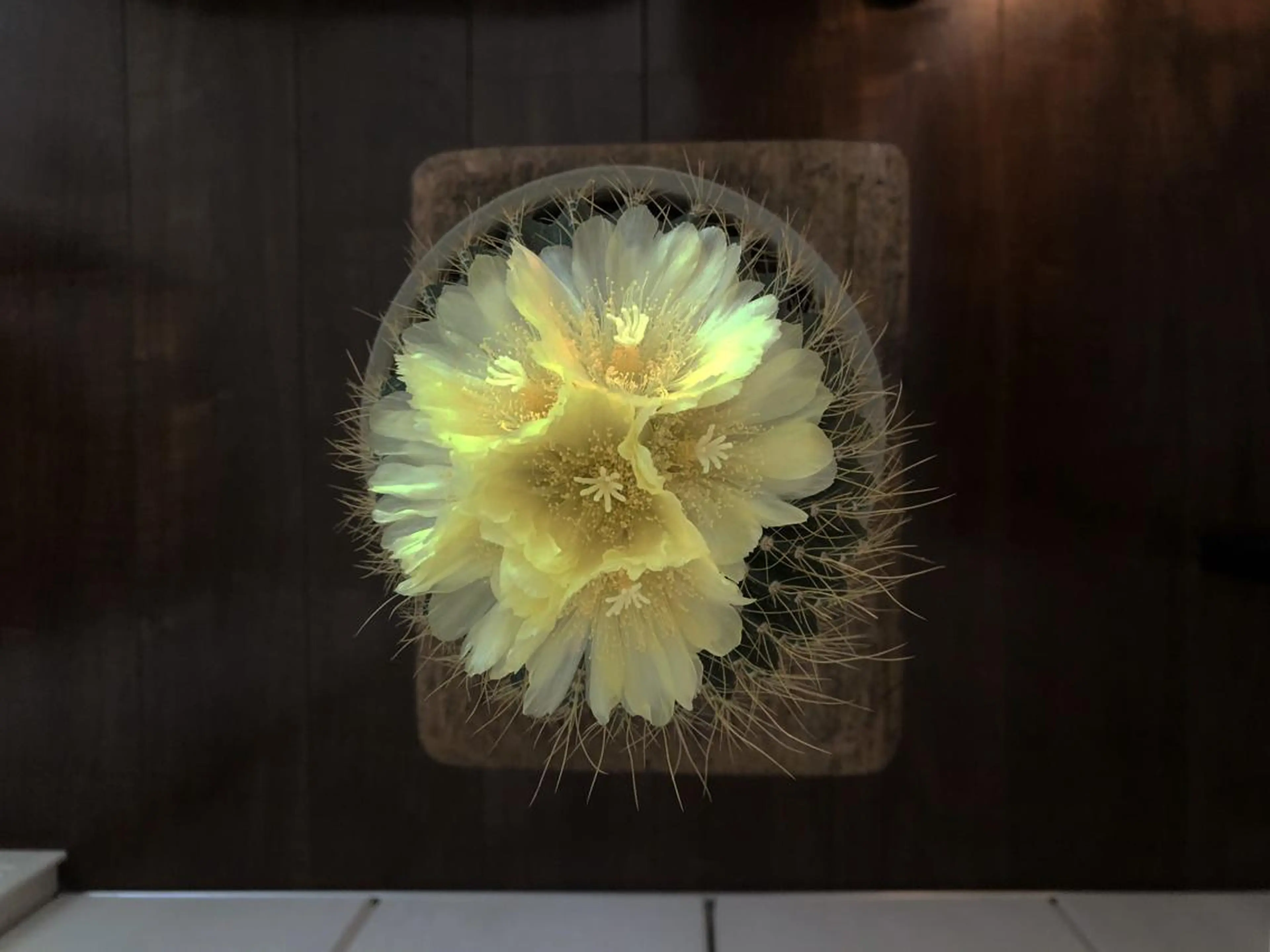 basico  のエステ・リラクイメージ