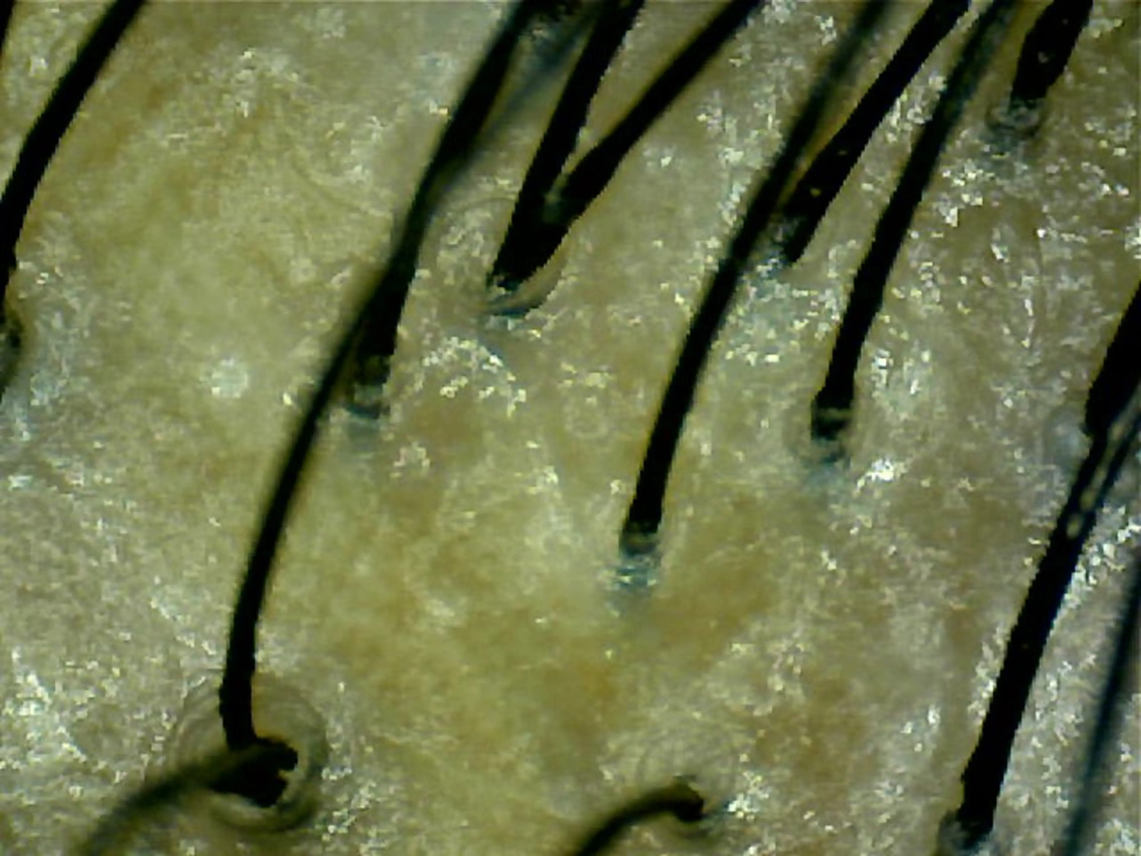 ✨デトックス職人✨ トーヒラボのヘアスタイル