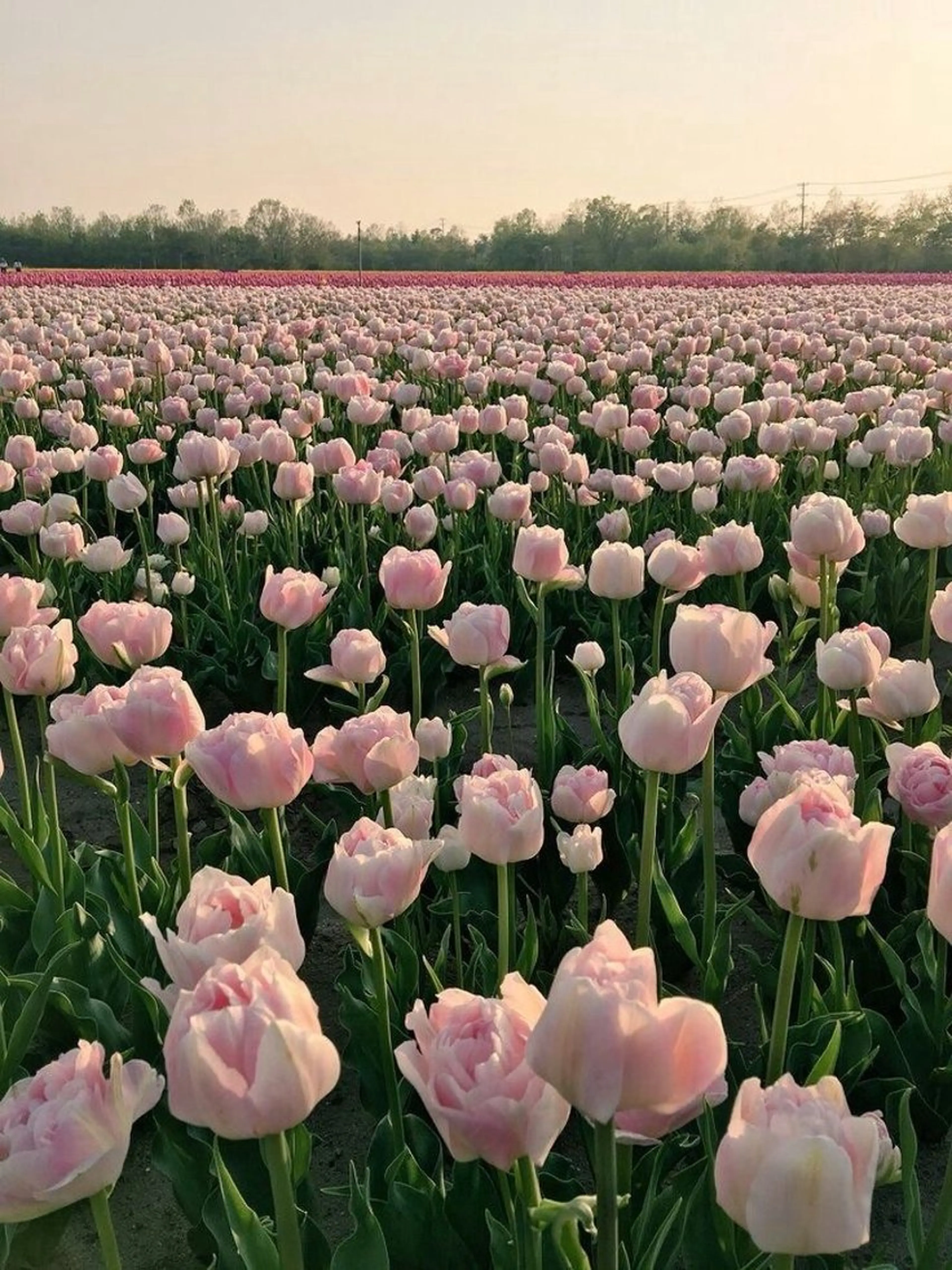 ショート パーマ 🎀みさき🎀 韓国レイヤー/ボブのヘアスタイル