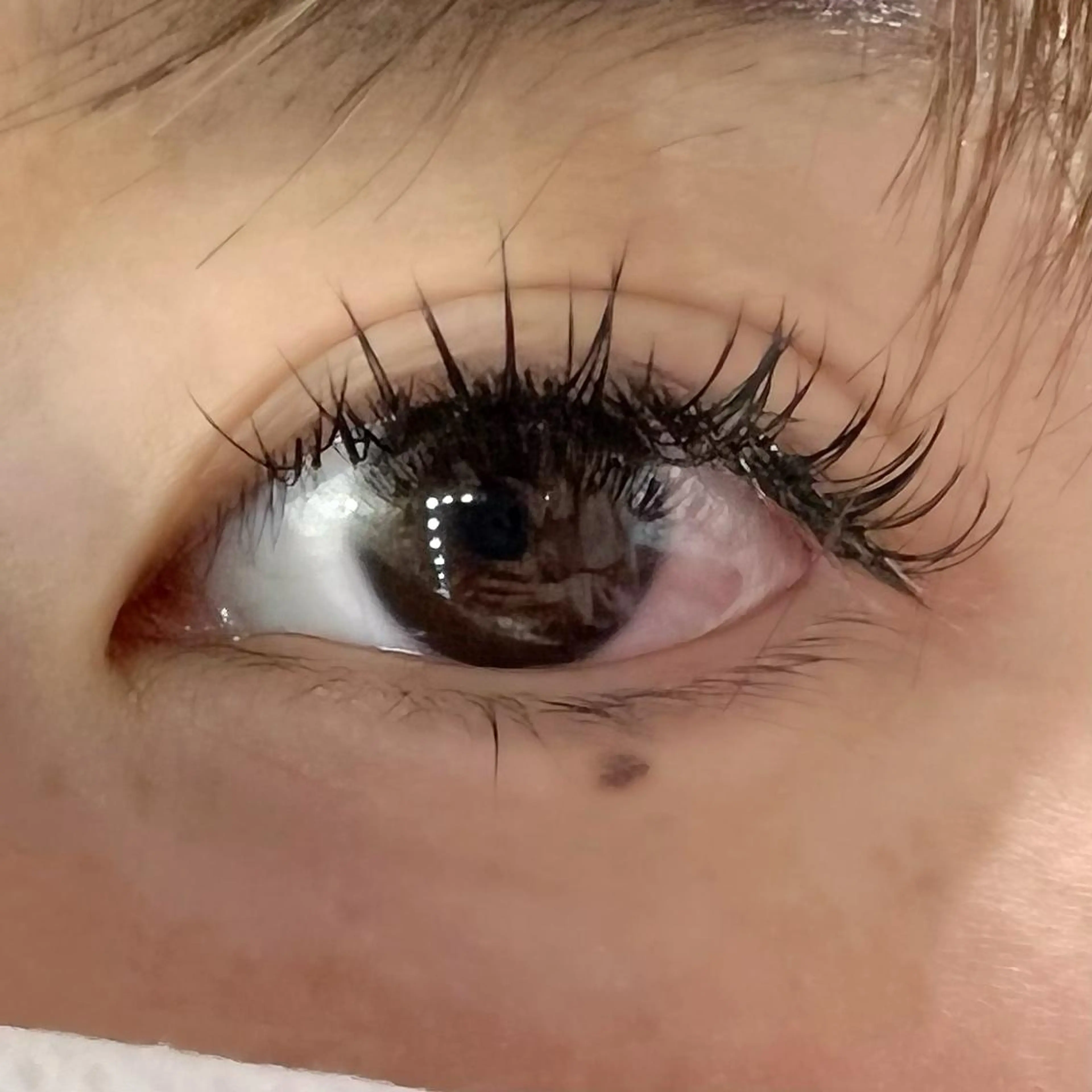 マツエク・マツパ キュート フラットラッシュ マツエク Celeste Venus所属・🧸Celeste Venusのマツエク・マツパデザイン