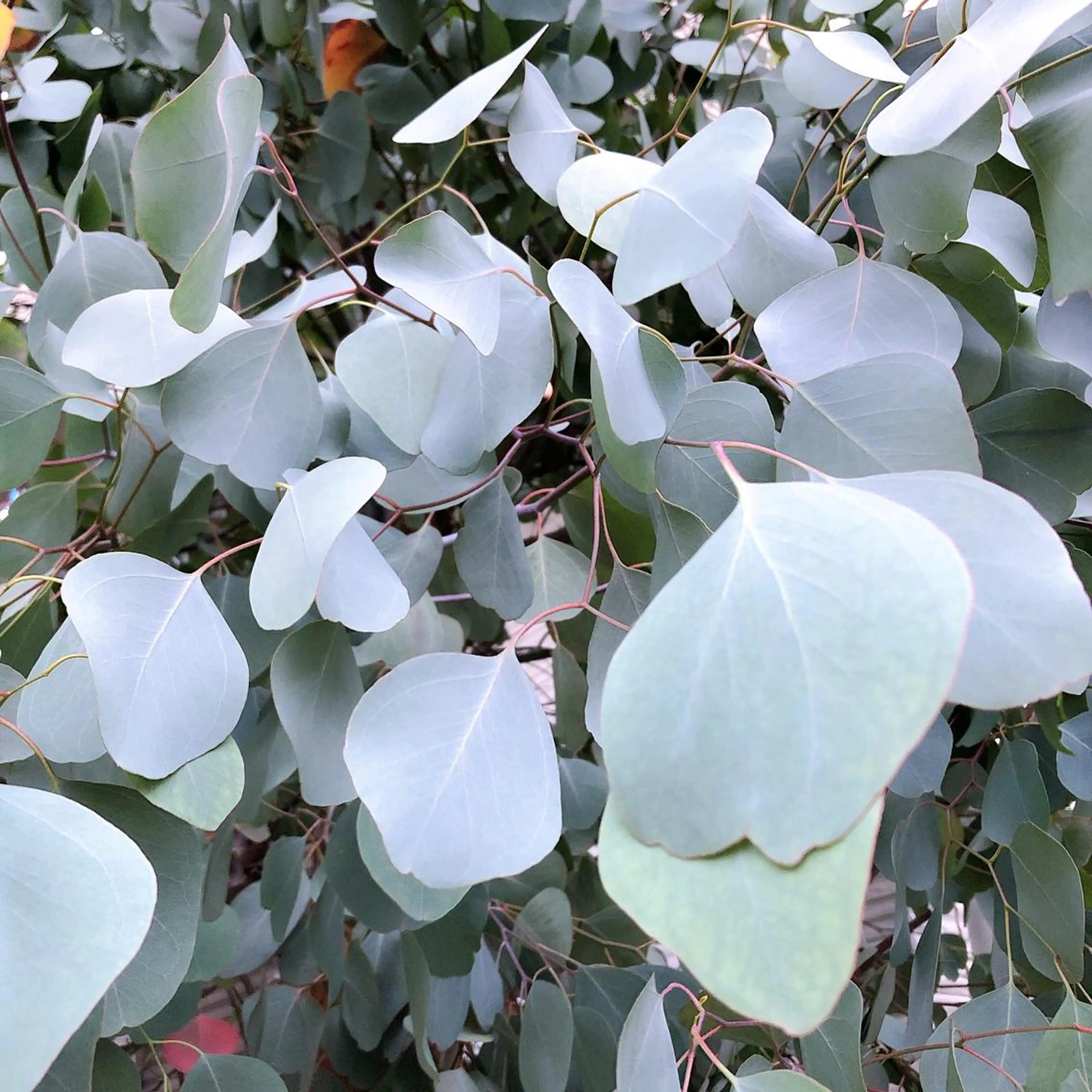 マツエク・マツパ なかむら 🪡のマツエク・マツパデザイン