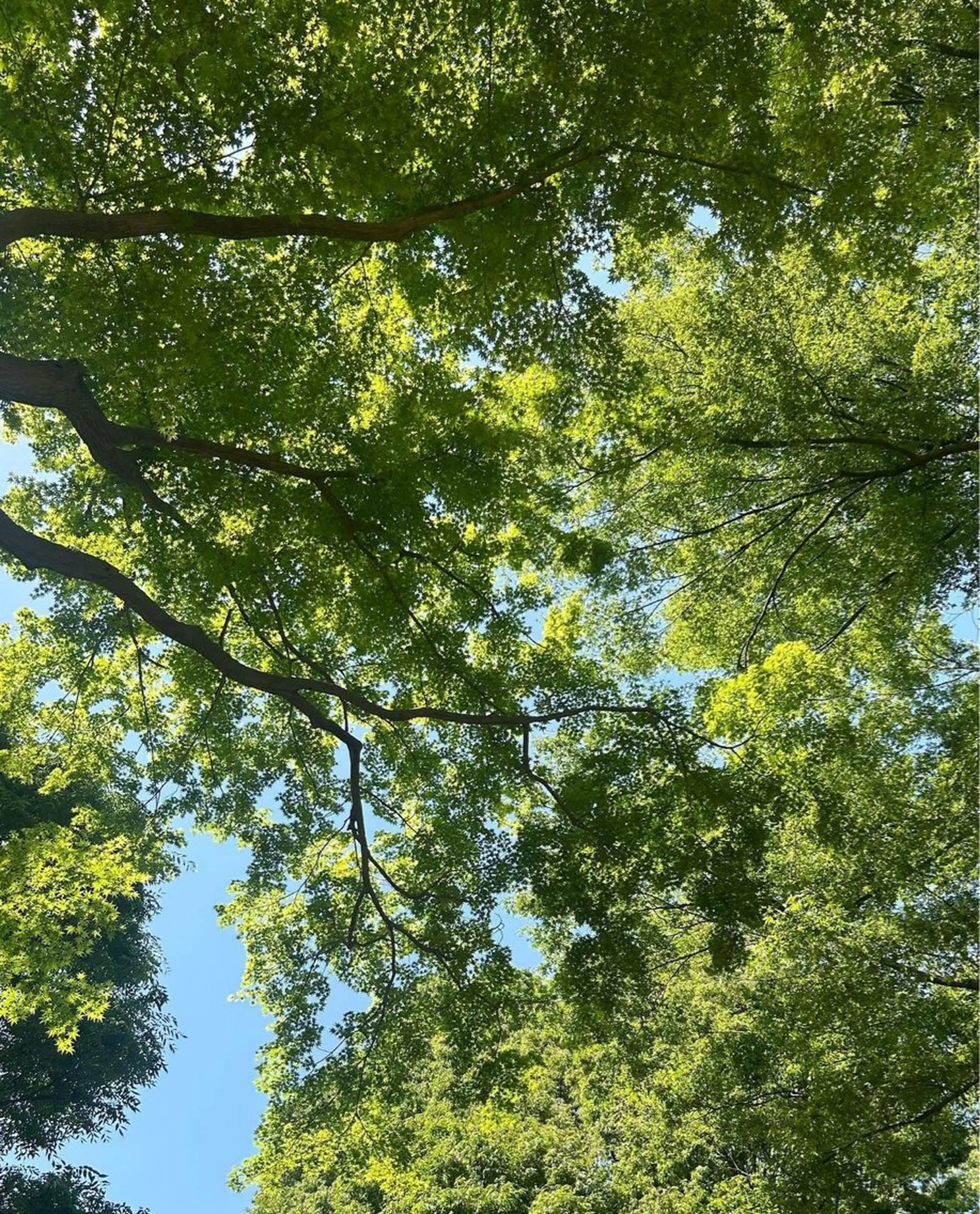 カラー パーマ ヘアアレンジ カット ヘアカラー トリートメント GOTODAY SHAiRE SALON (原宿本店)所属・stylist 🎀 kanaのその他イメージ