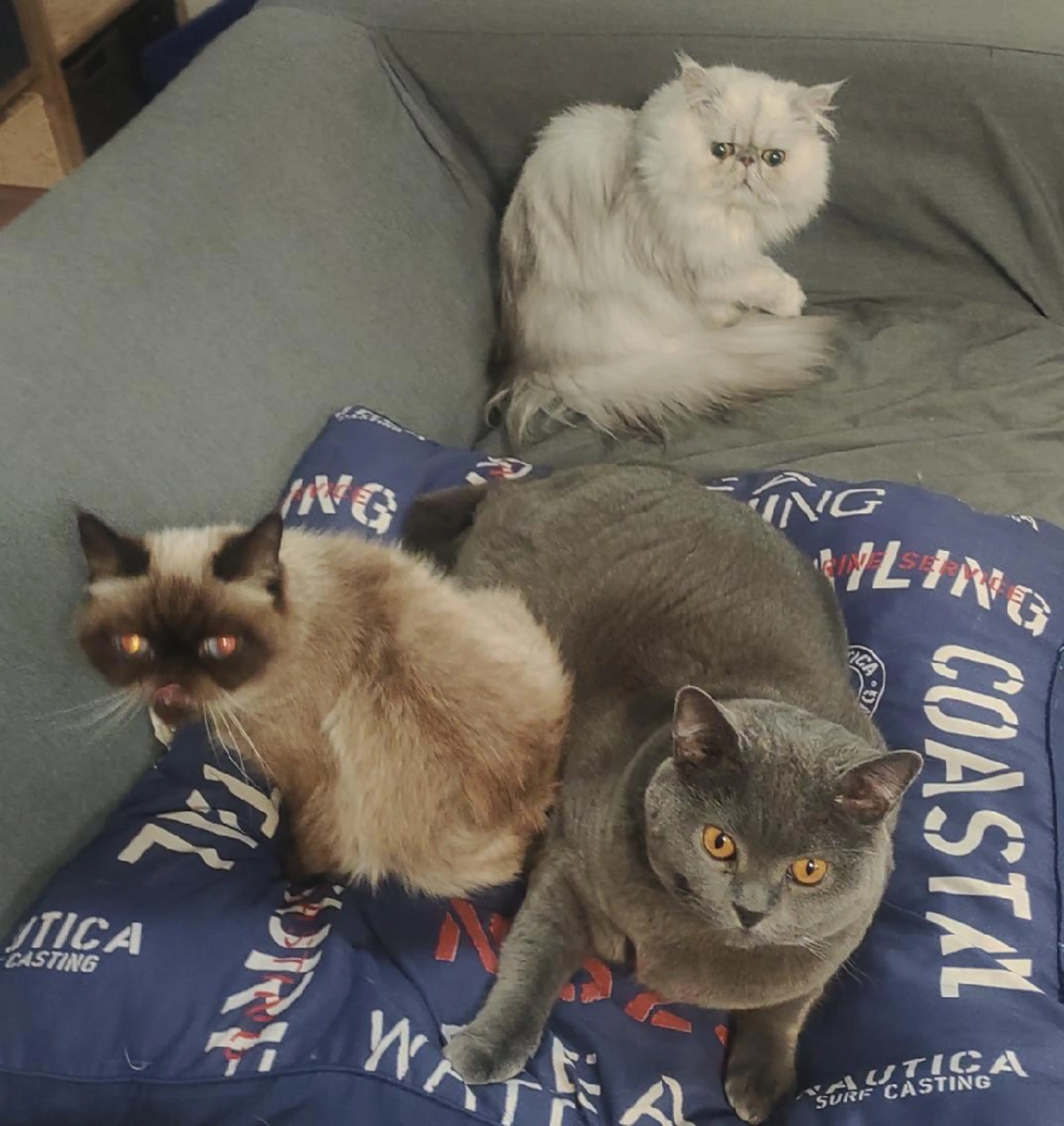 癒し空間 もふもふのエステ・リラクイメージ