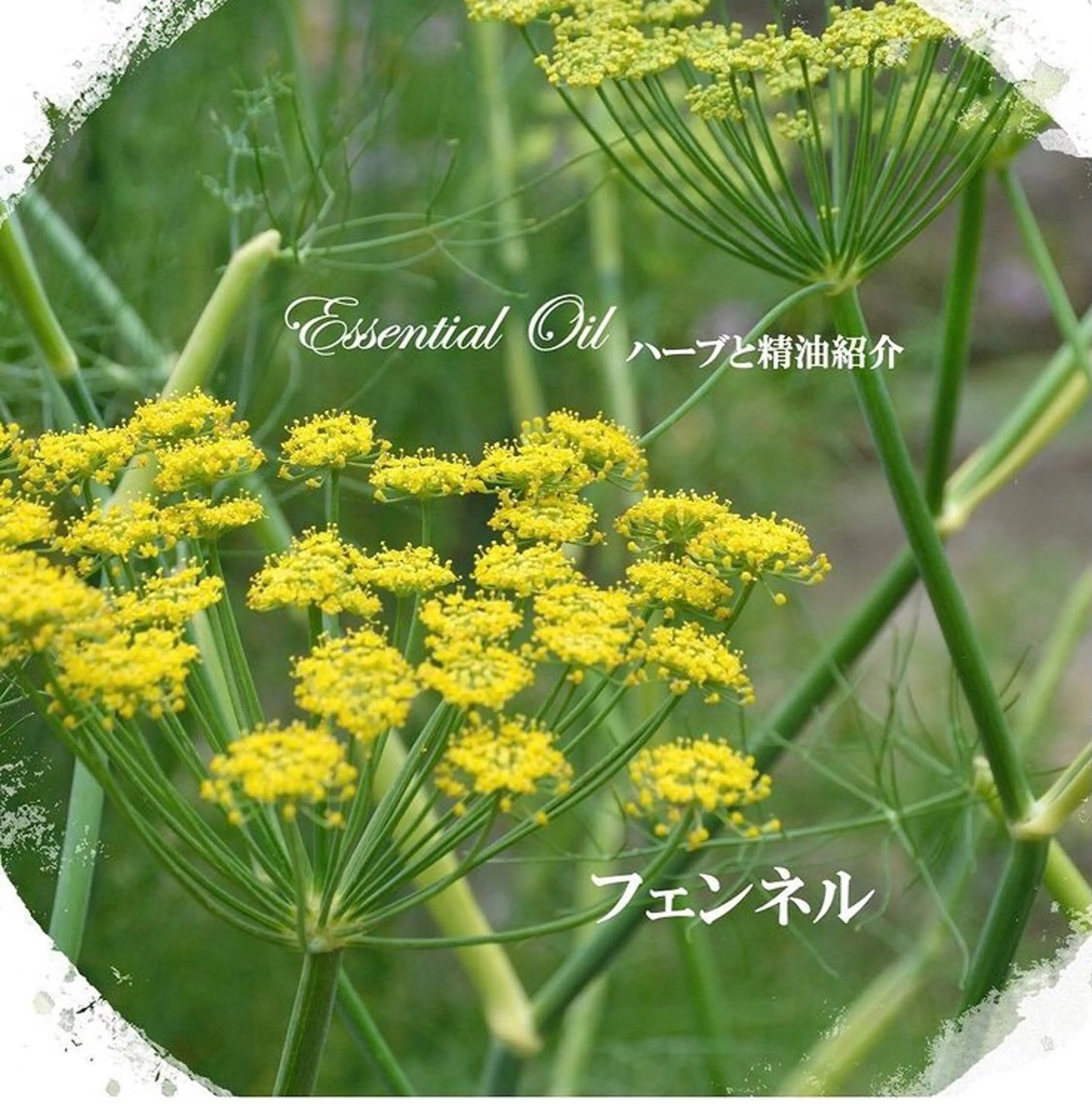 香りの家ローズマリー 🌿アロマリンパのエステ・リラクイメージ