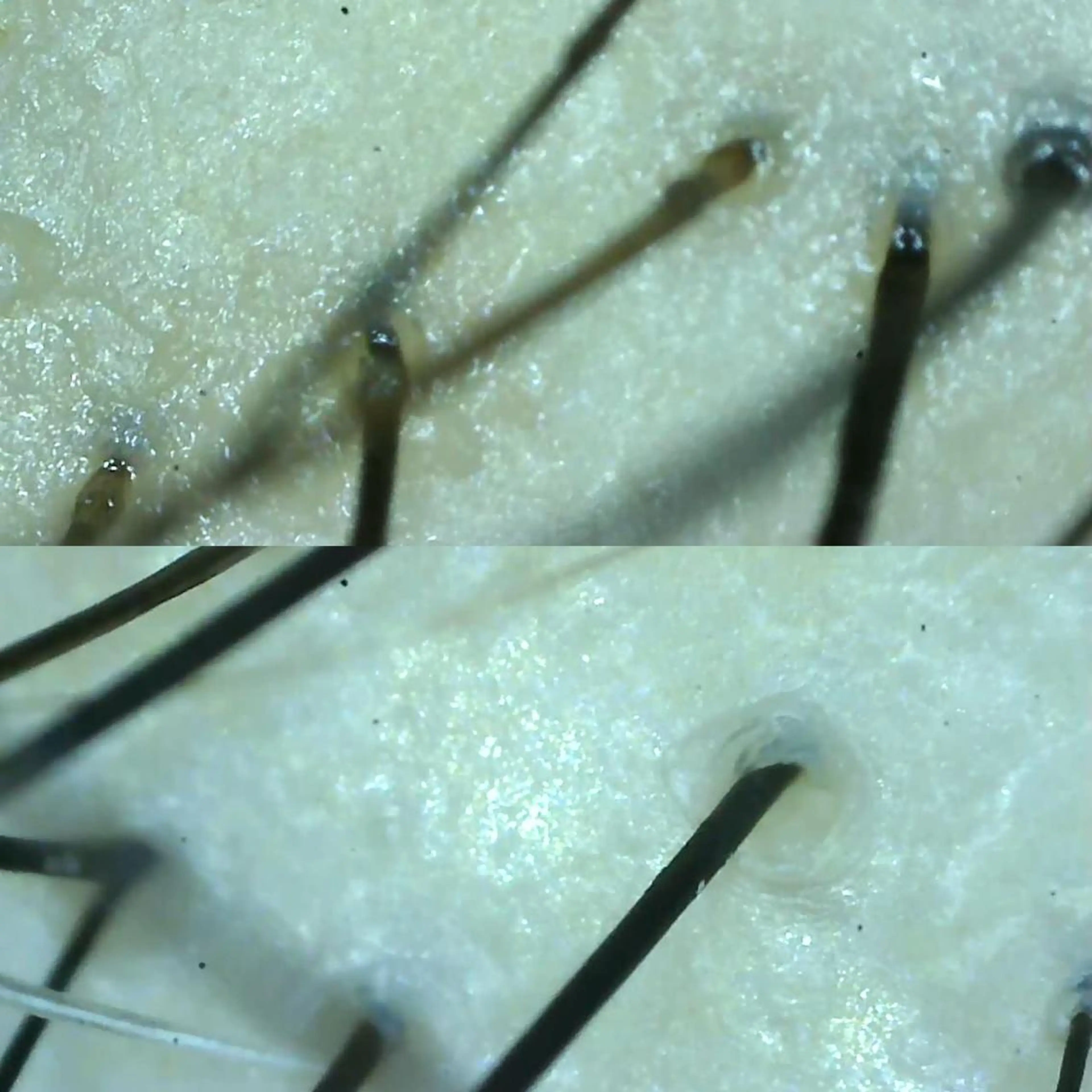 ゴトウ エイイチのヘアスタイル