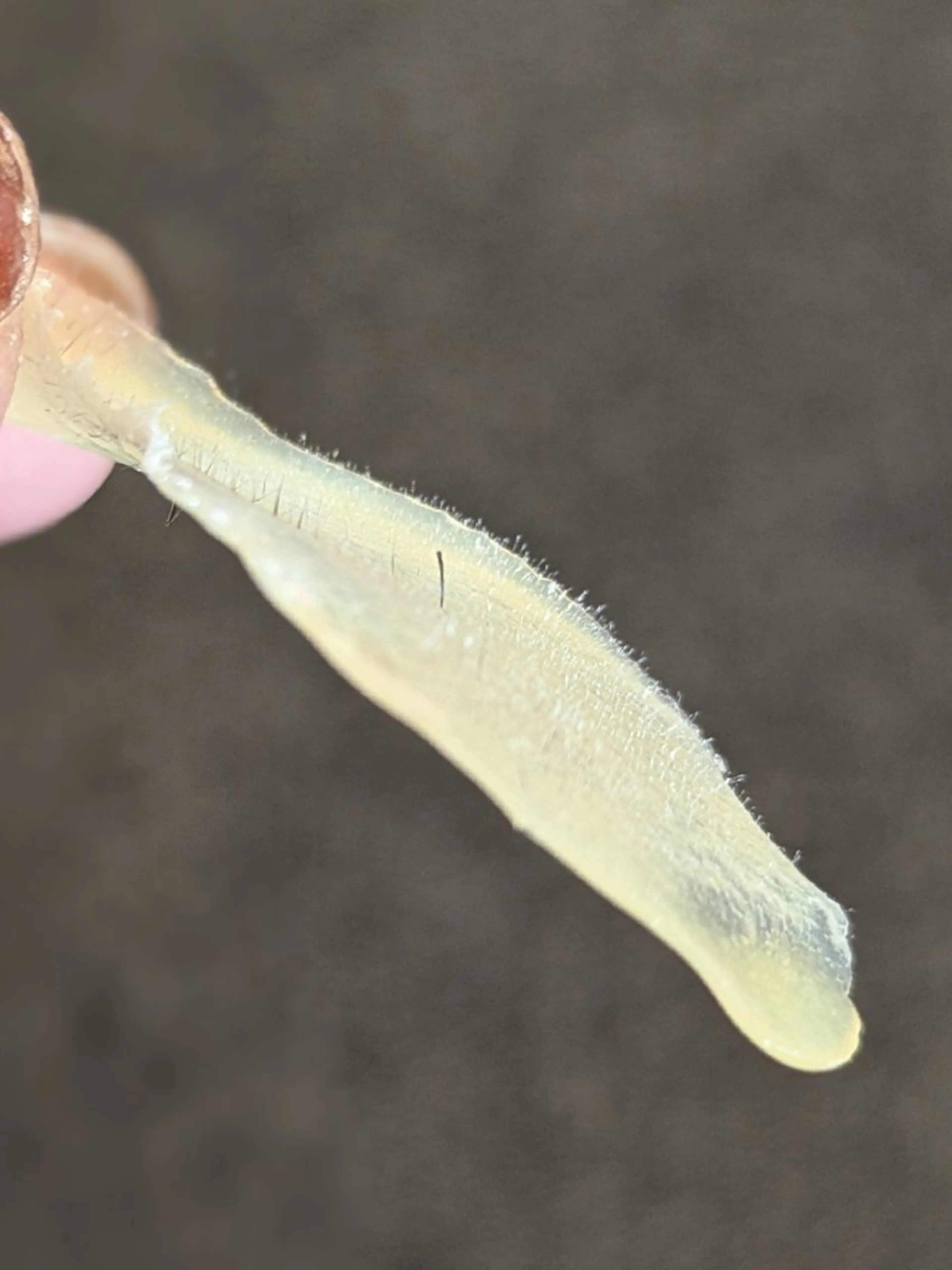 エステ 山城 悠菜のエステ・リラクイメージ