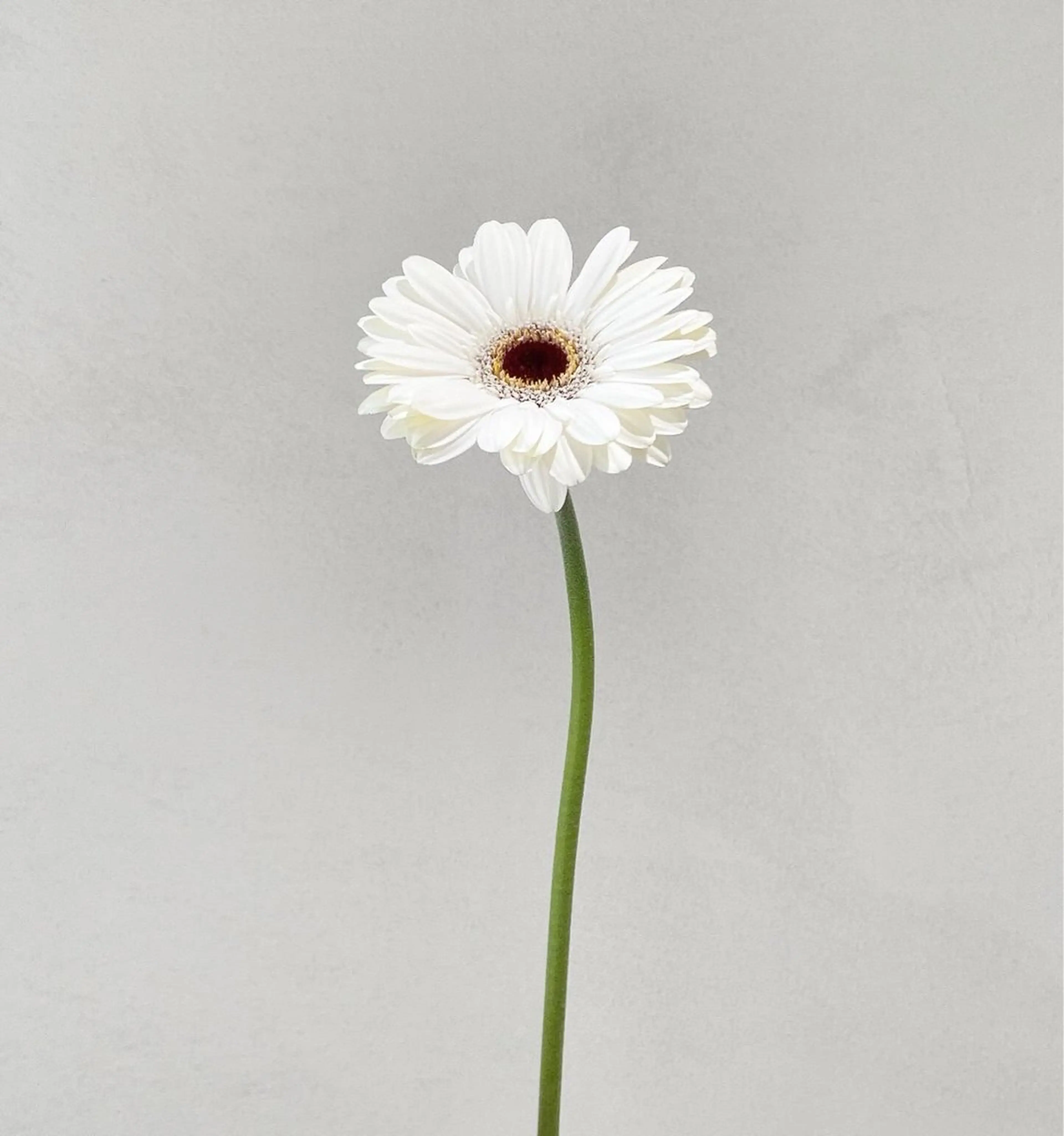 🪻花屋併設🪻秀島 有紀のヘアスタイル