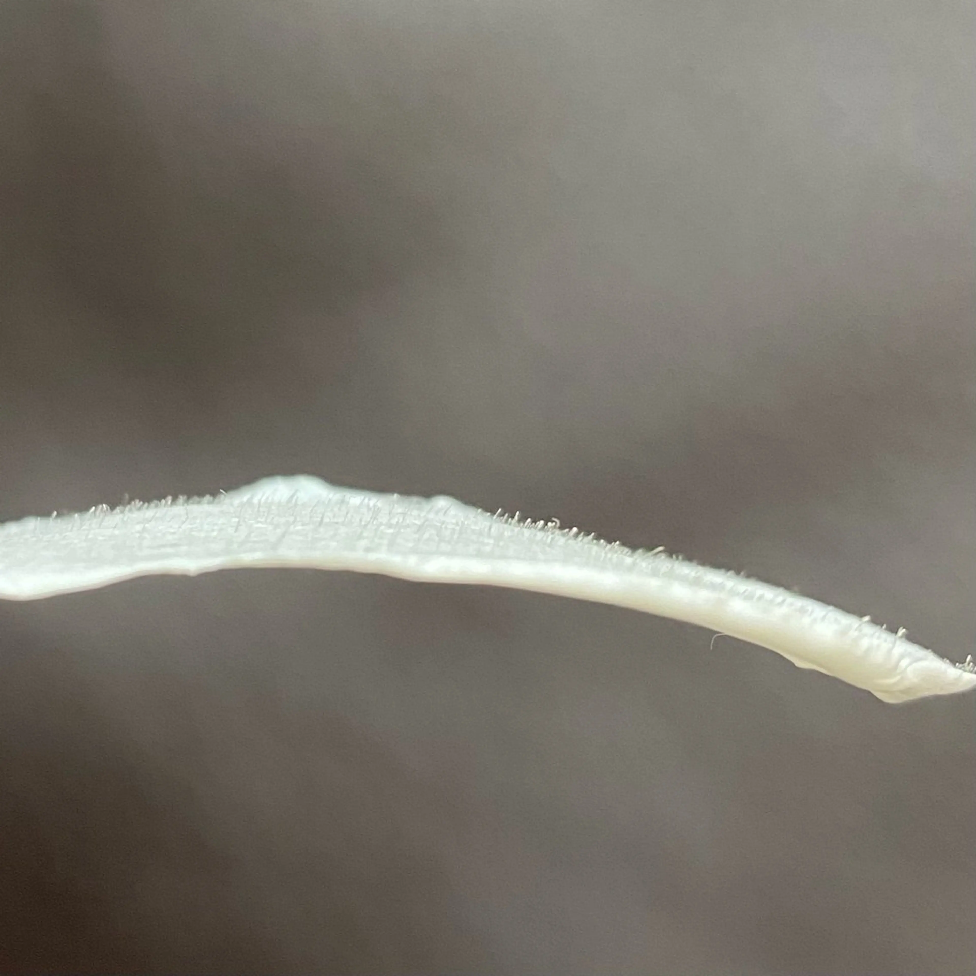 草加/モテまつ毛 &眉サロンAkikoのマツエク・マツパデザイン