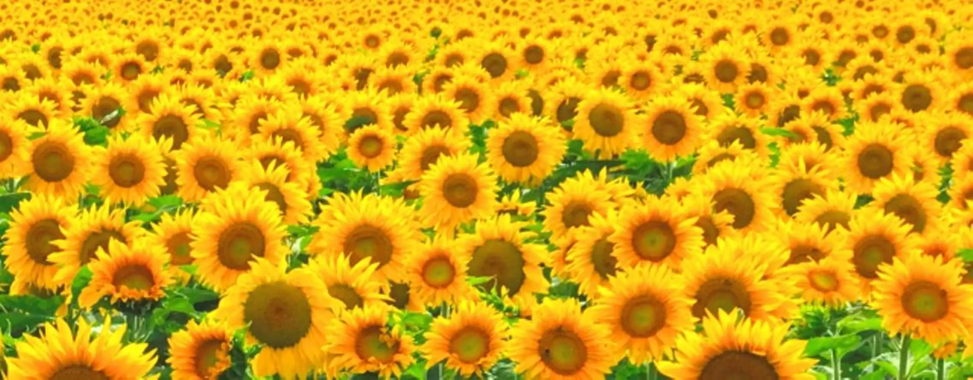 【学割U24🌼眉ワックス脱毛】アイブロウWAX脱毛¥3,600の写真