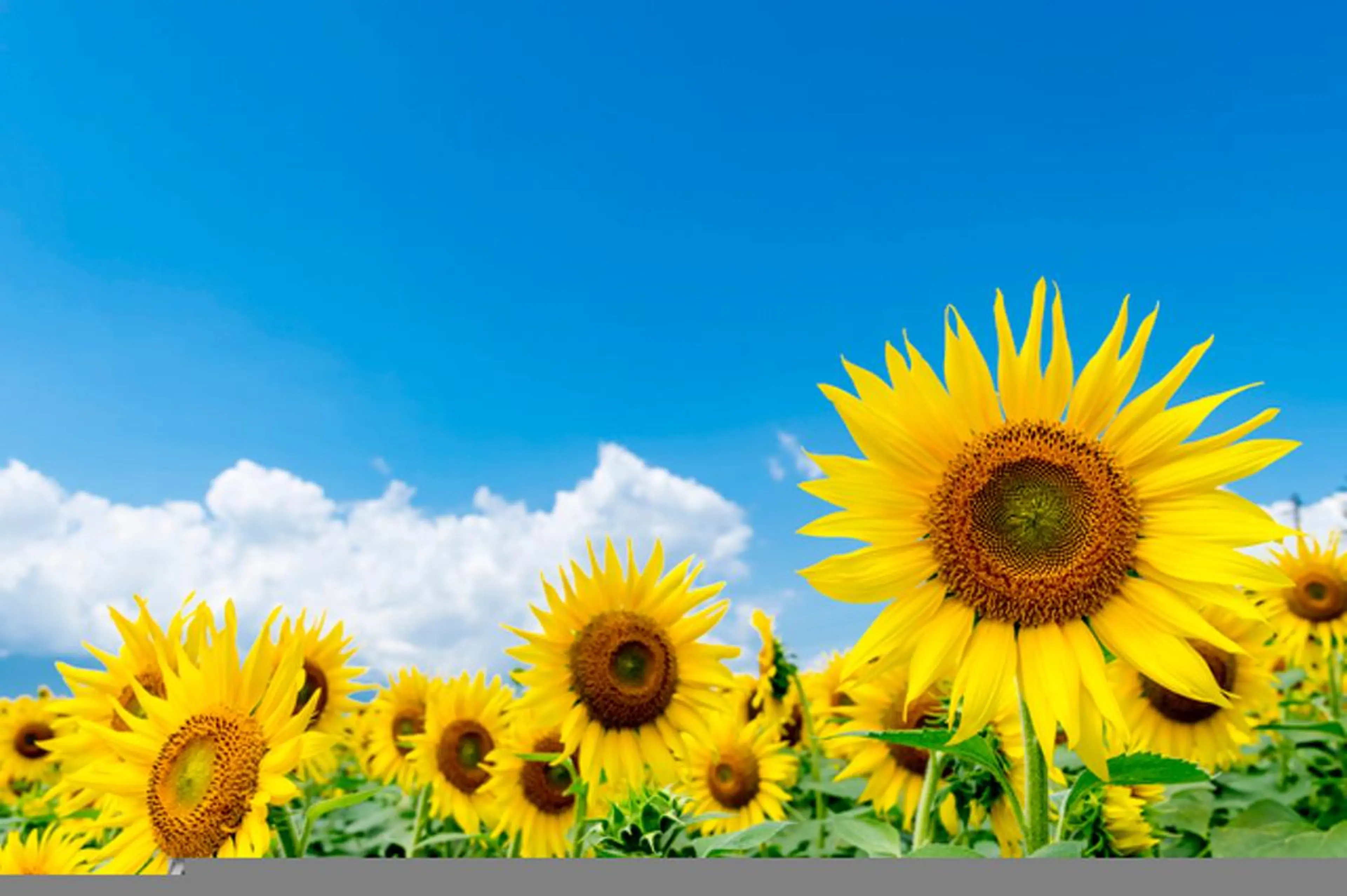 マツエク・マツパ 直井 望のマツエク・マツパデザイン