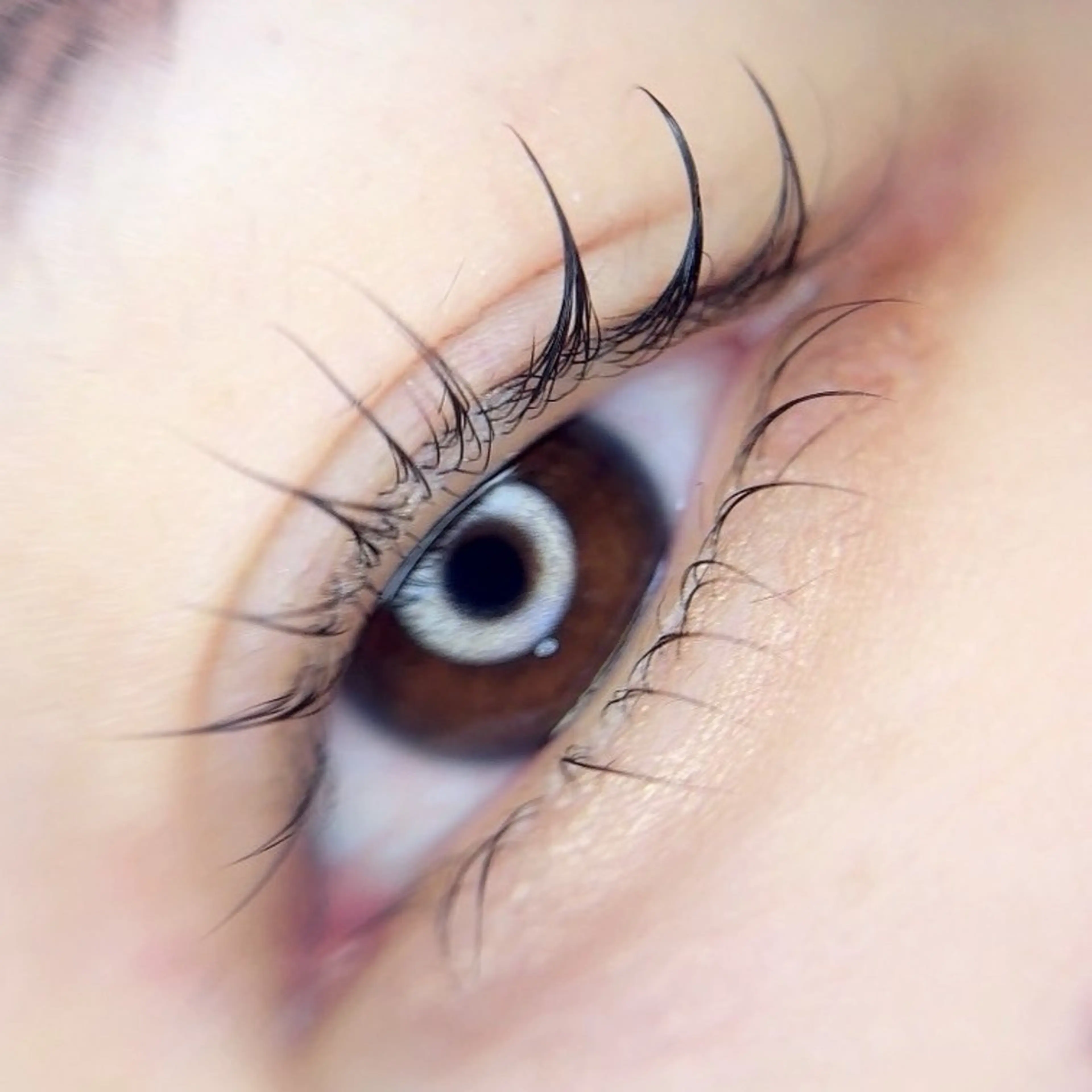 上のみ✋✨しっかり上がる👆束感まつ毛パーマ✨韓国風束感でお仕上げ致します✨️の写真