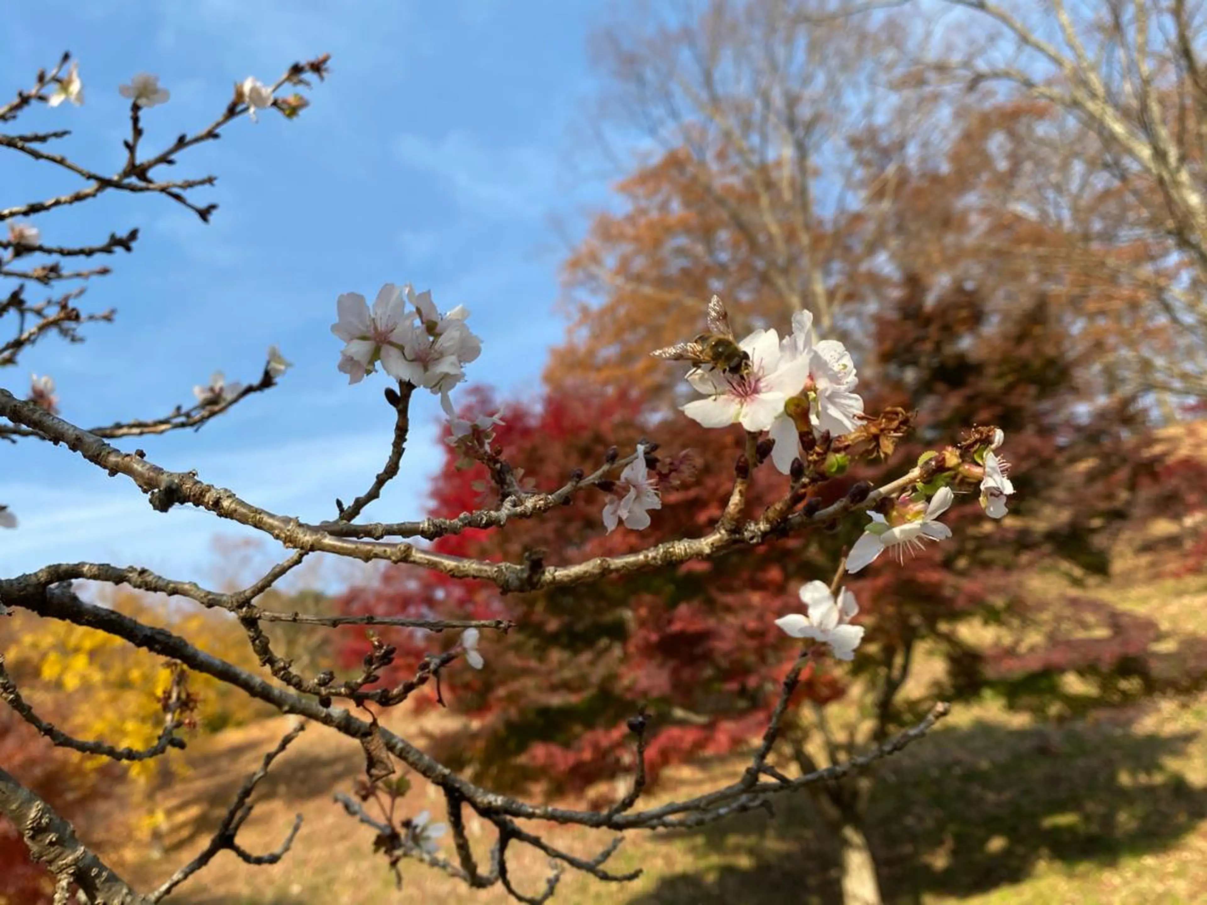 🤍 RUNA🤍のマツエク・マツパデザイン