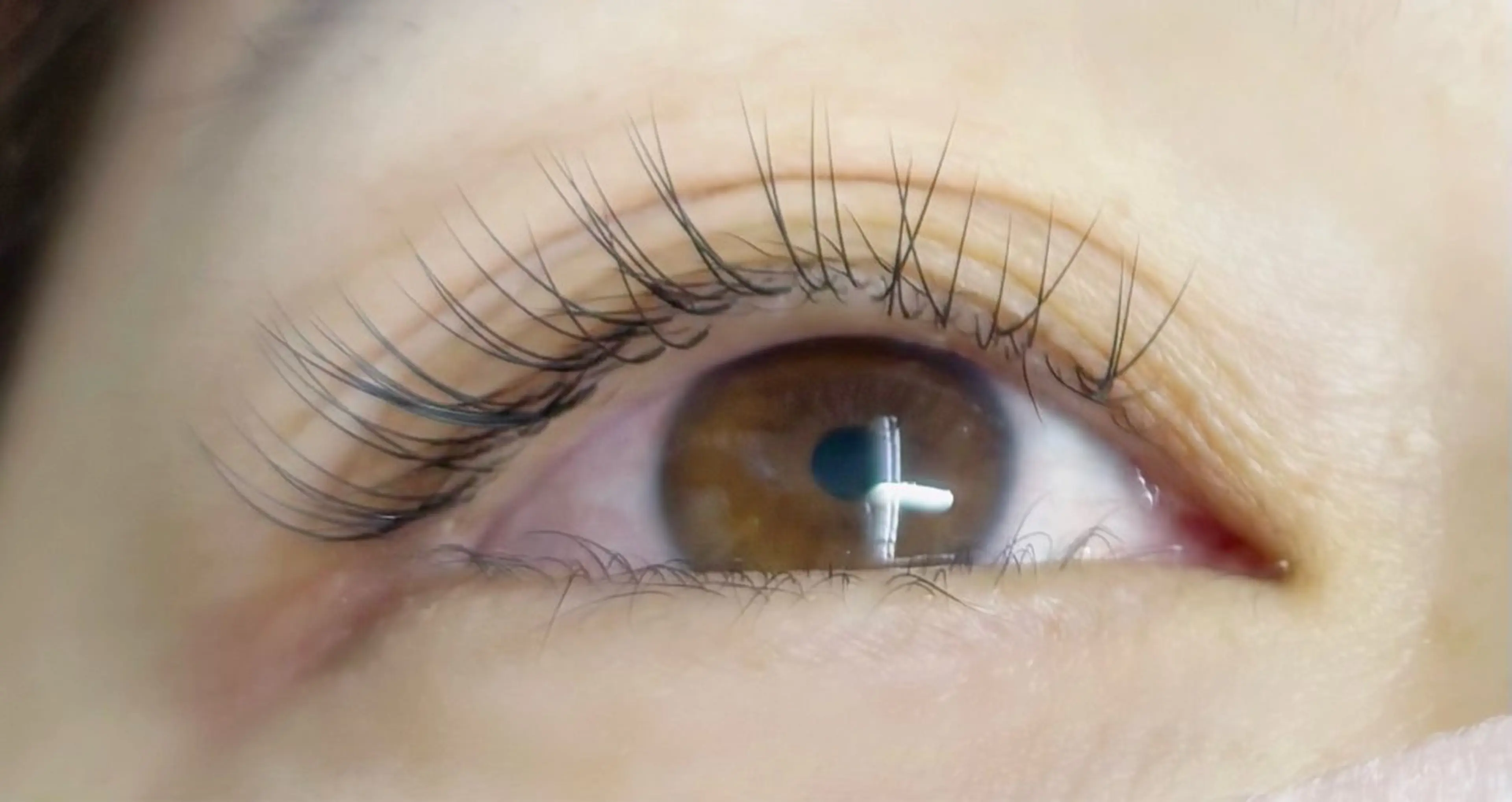 【ジュニア価格】セーブル100本の写真