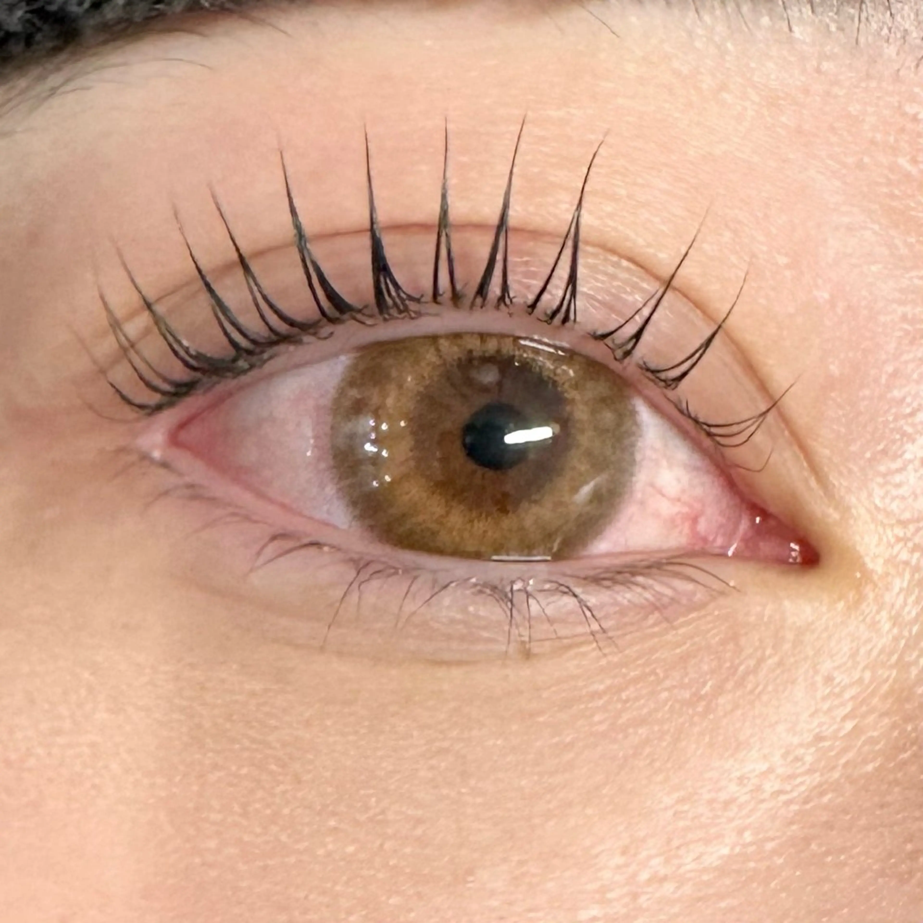 限定🍓パリジェンヌラッシュリフトパーマモデルの写真