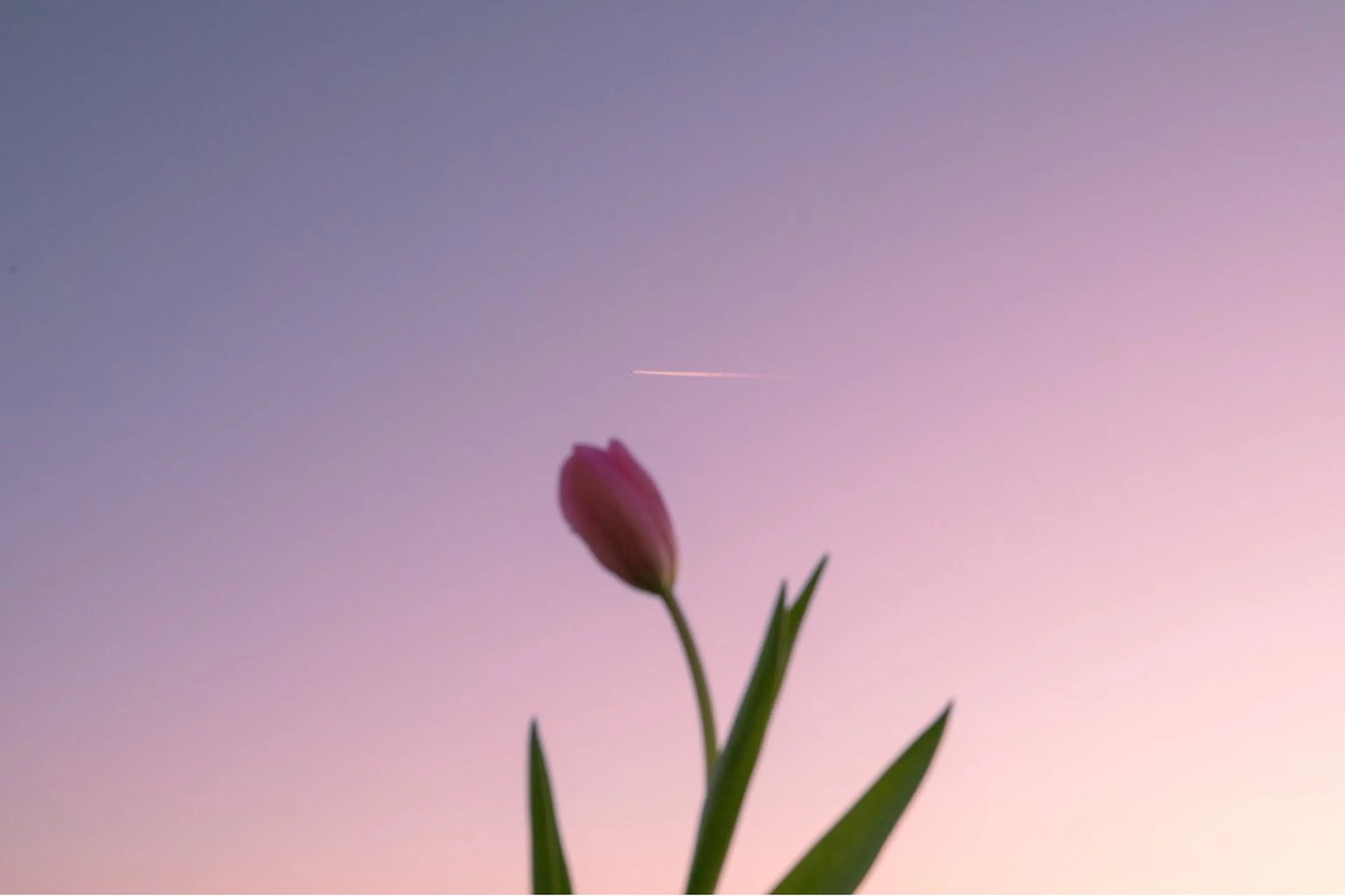 🌼二本柳 🌼のヘアスタイル