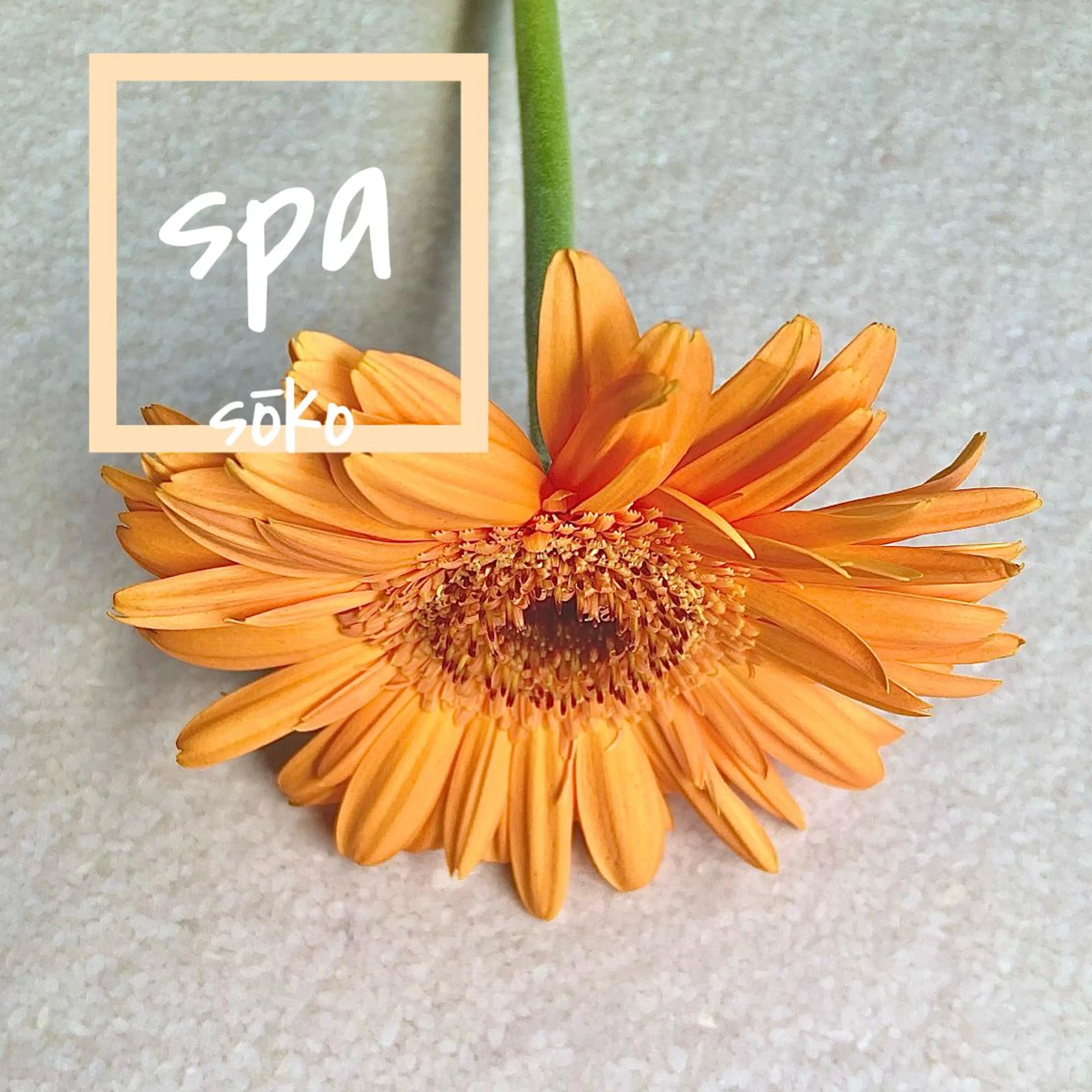 ミディアム カラー パーマ ヘアアレンジ マツエク・マツパ くせ毛 髪質改善 トリートメント カット ヘアカラー トリートメント ヘッドスパ sōko   Hair&Nail Salon所属・🫧一気にあか抜け 🫧mayuのヘアスタイル