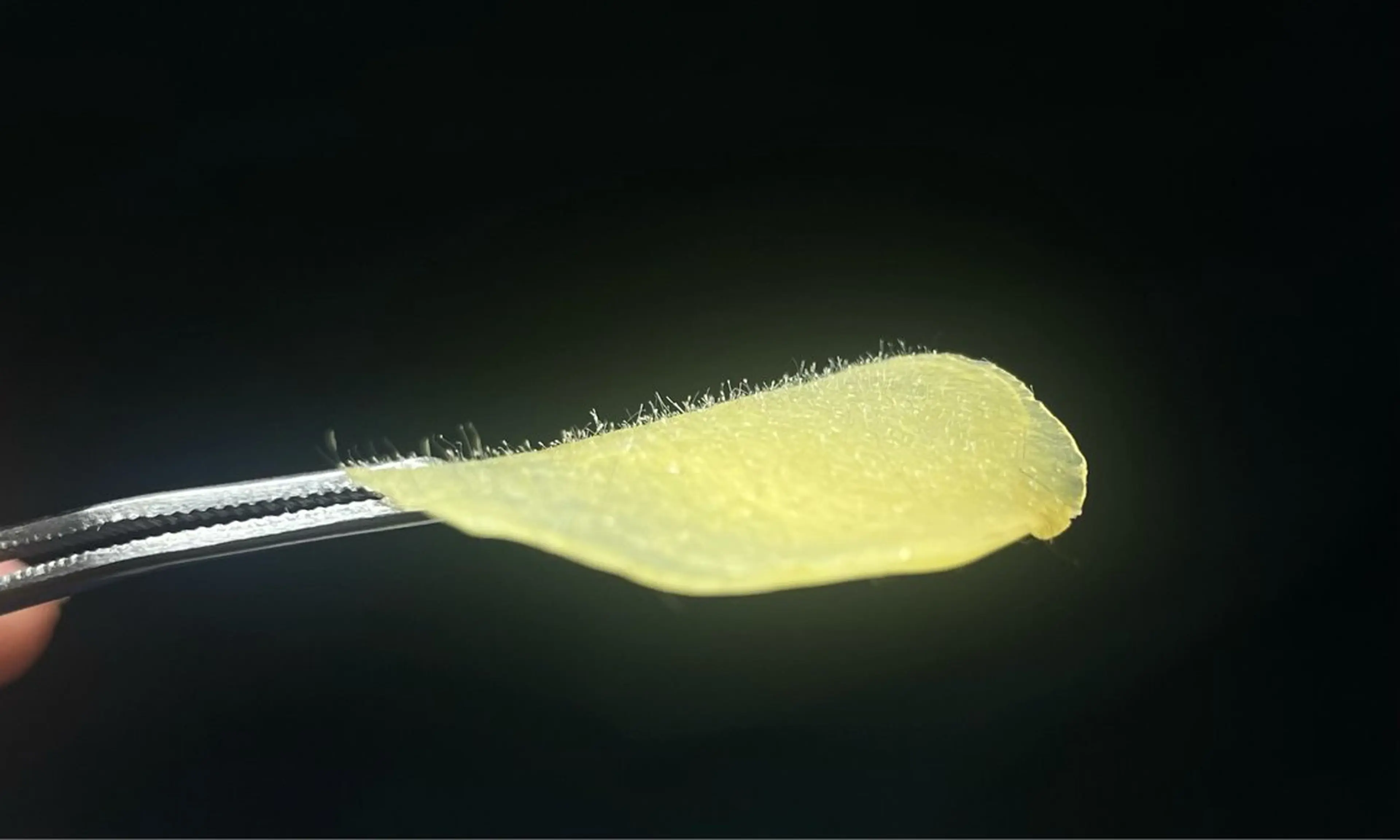 エステ 與儀 あゆみのエステ・リラクイメージ