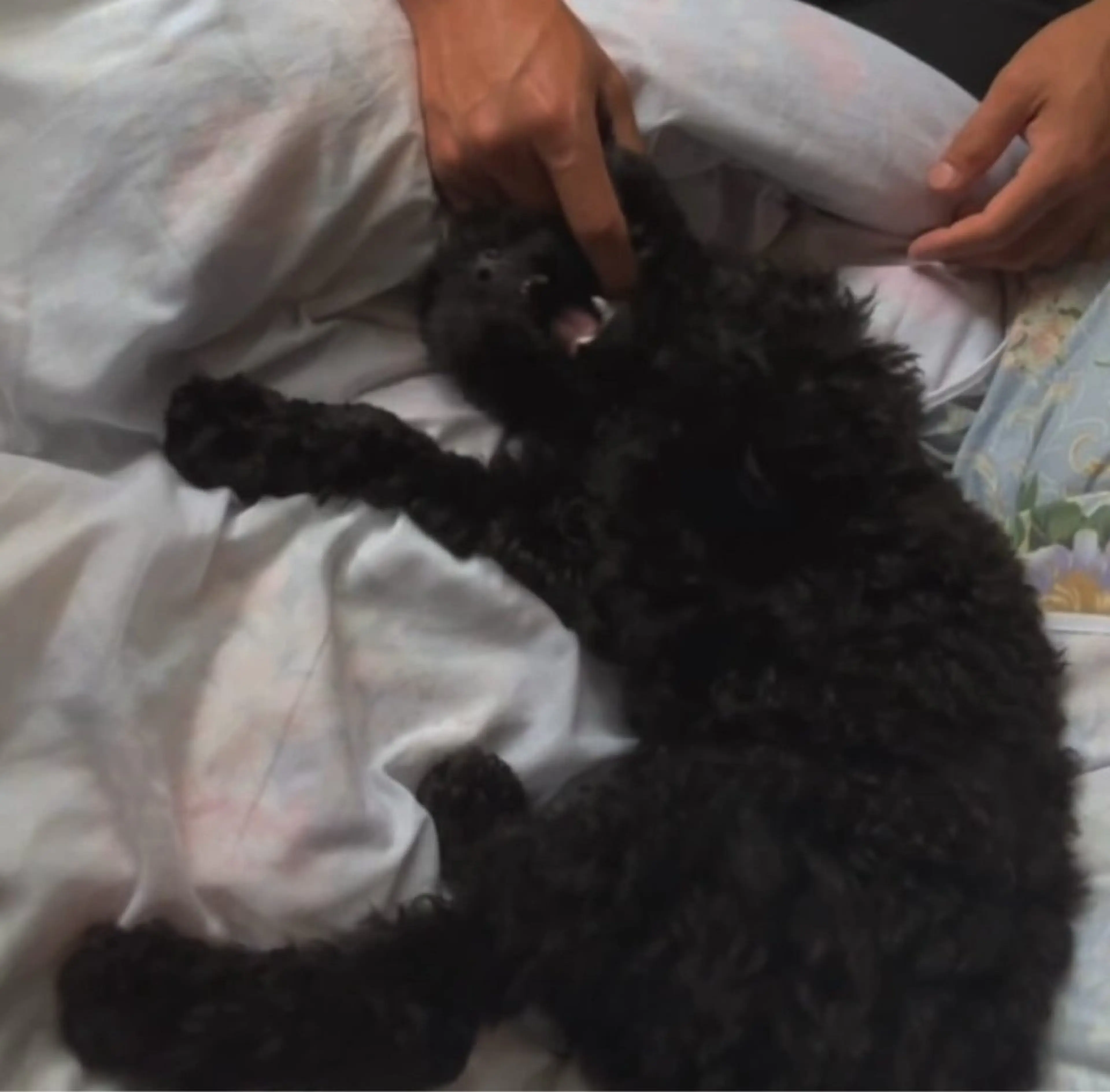 マツエク・マツパ eyelash&nail　Liora所属・Liora川越 YUIのマツエク・マツパデザイン