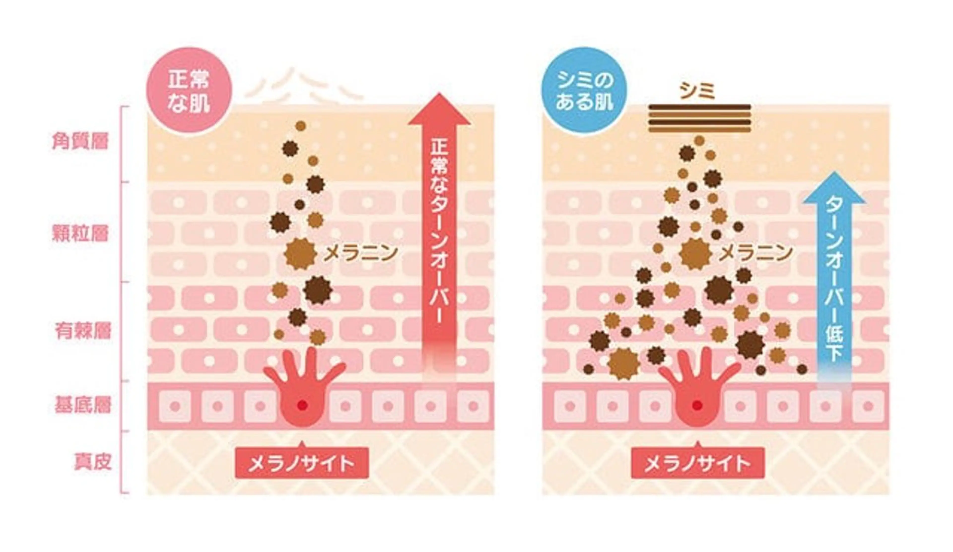 M. lisyelのエステ・リラクイメージ