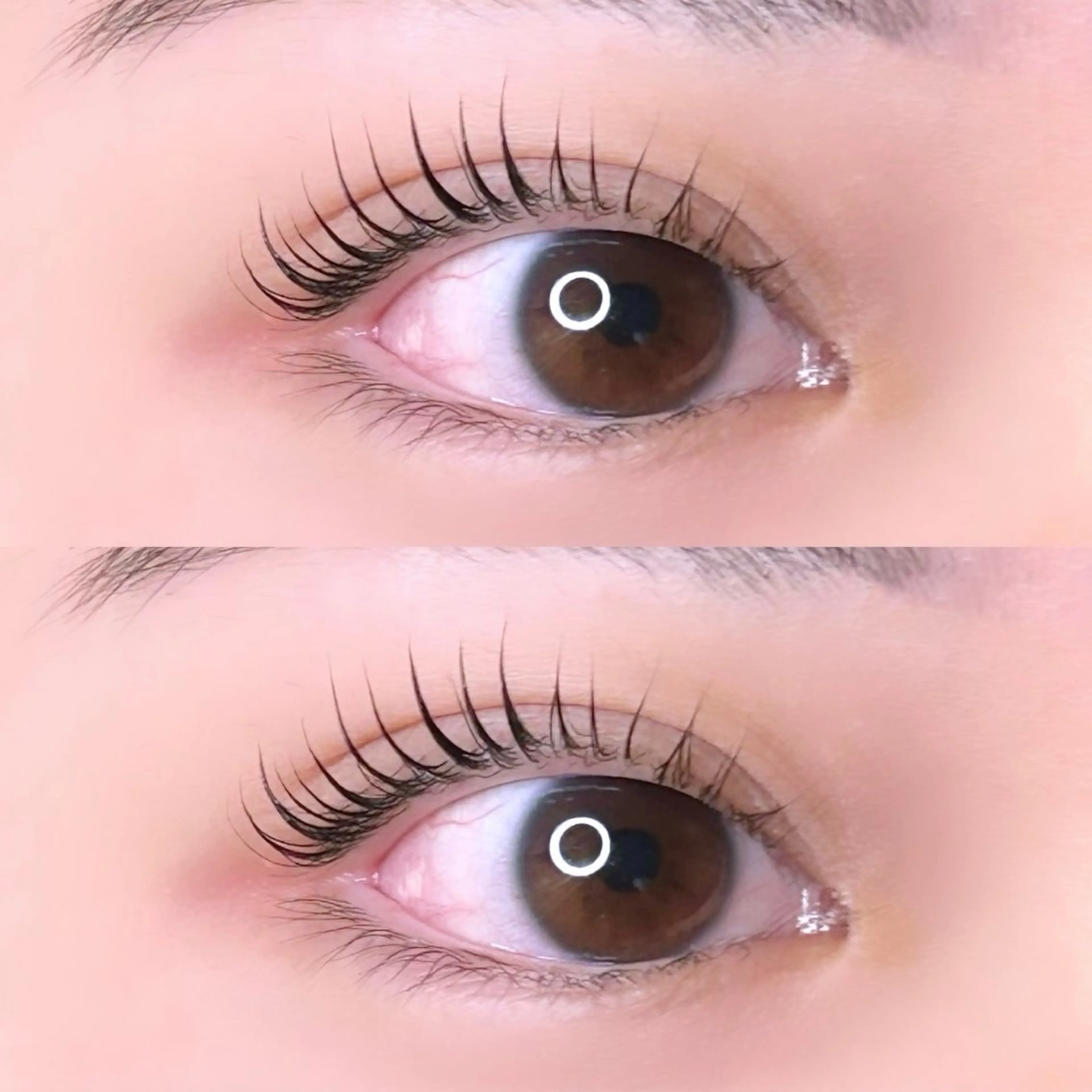 【人気No.2】🦩上下パリジェンヌorラッシュリフト+コーティング束感仕上げ🦩の写真